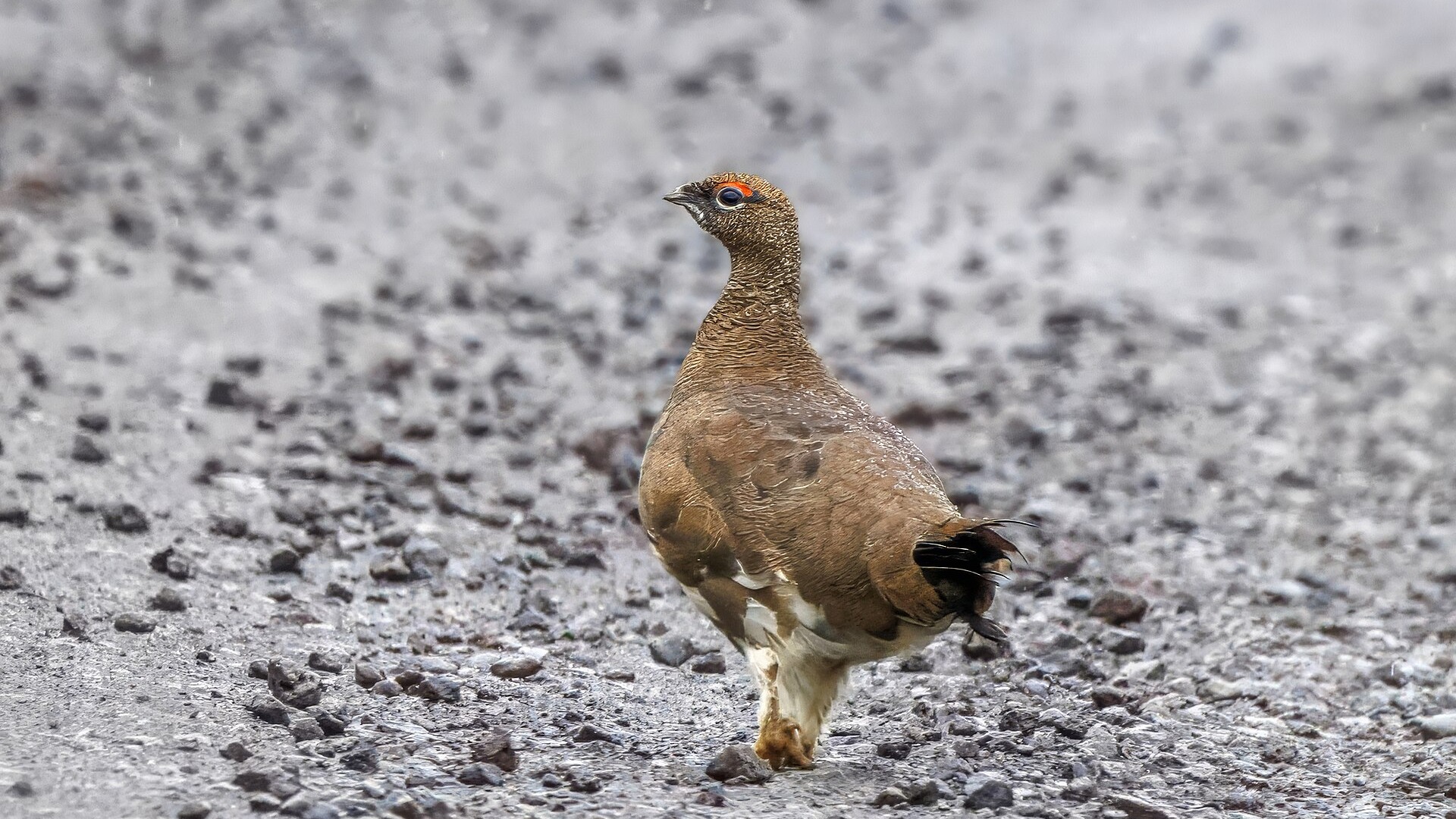 Female rock ptarmigan in summer plumage on gravel at Botnsvatn, Iceland.