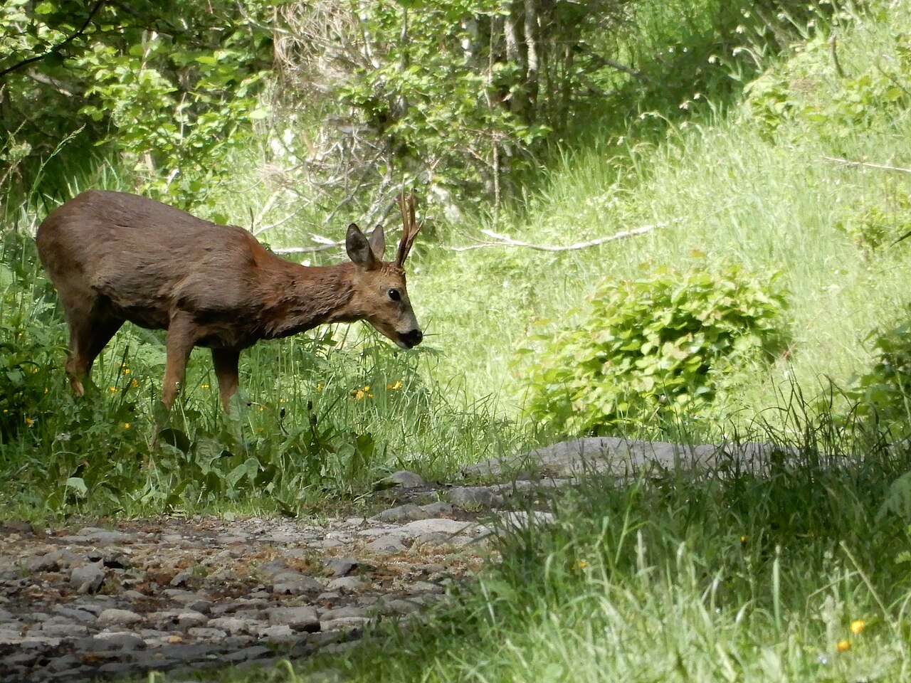 Male roe deer standing at the edge of woodland