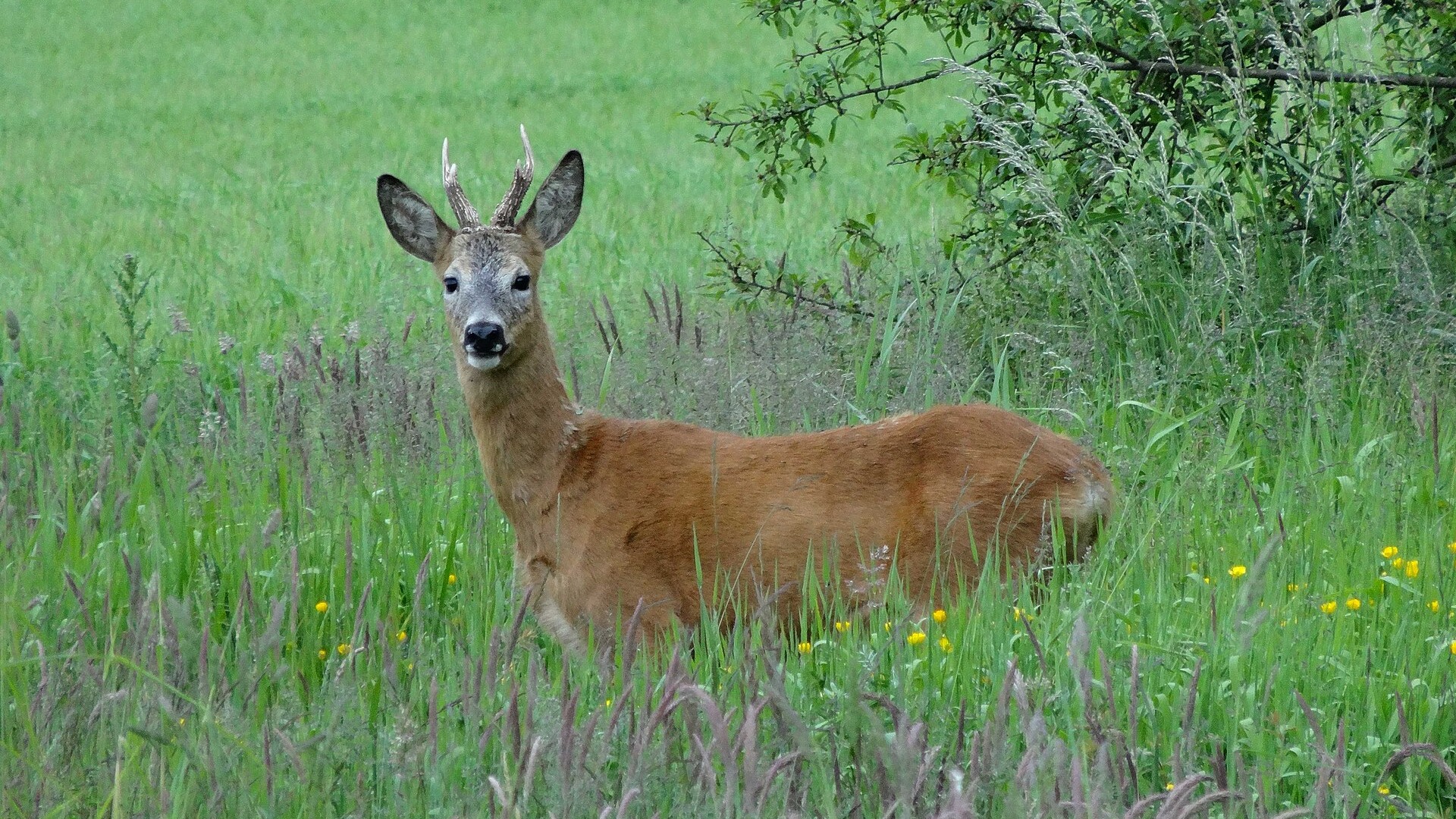 Male roe deer standing among tall grass and shrubs