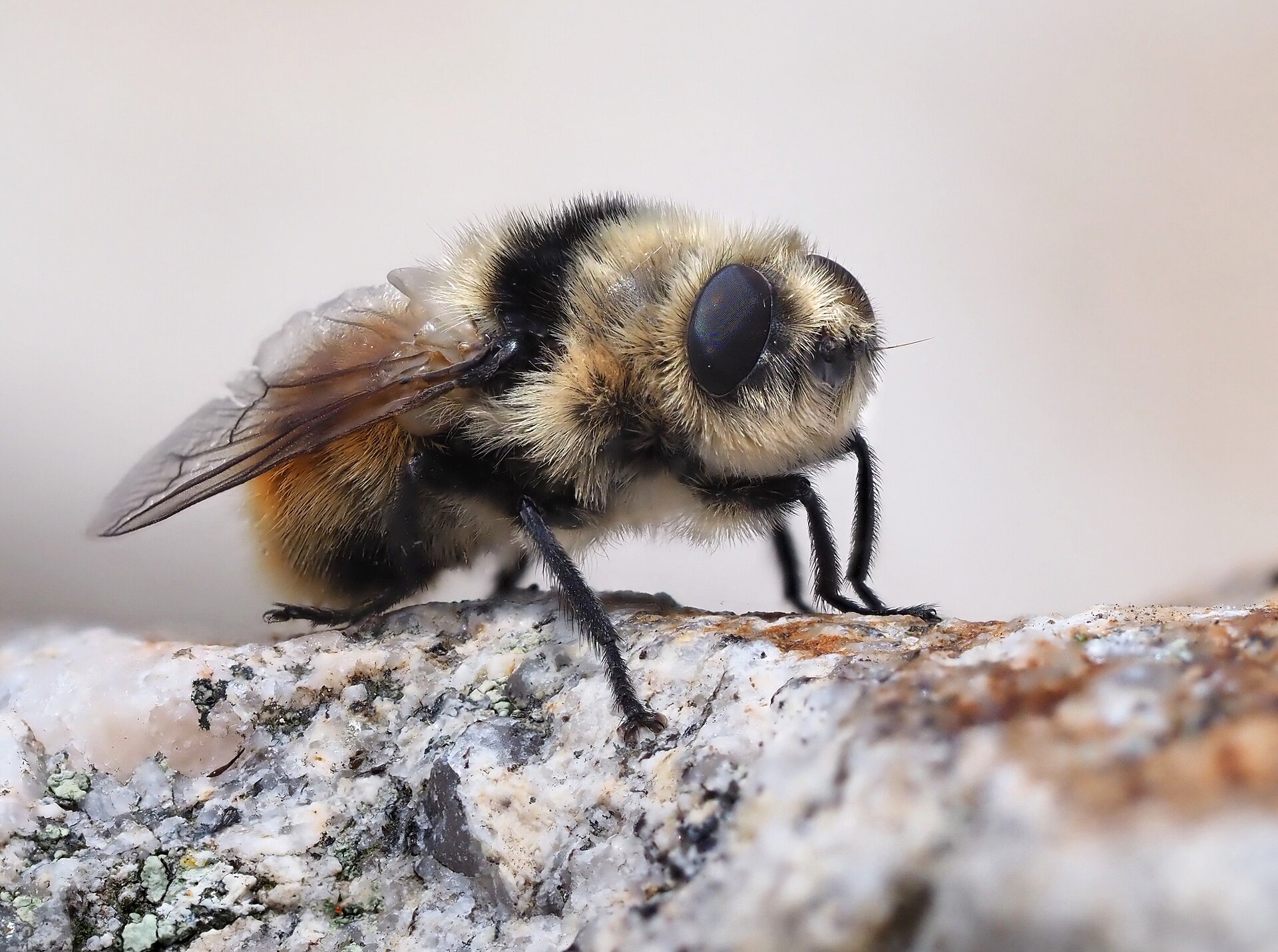 Close-up of an adult roe deer bot fly, Cephenemyia stimulator