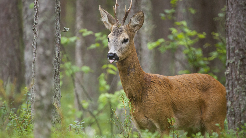 Male roe deer standing among trees in an Estonian forest