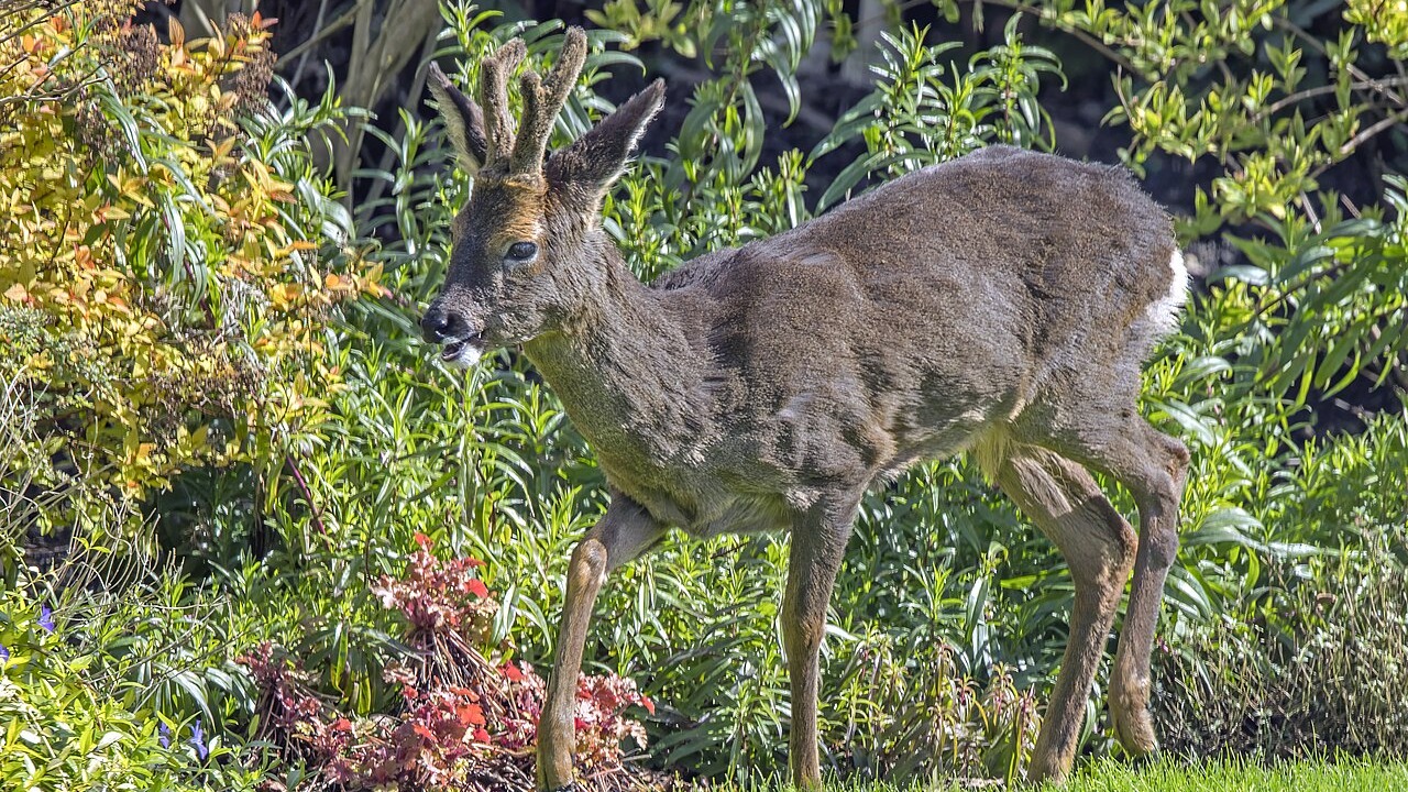 Young male European roe deer standing among green vegetation