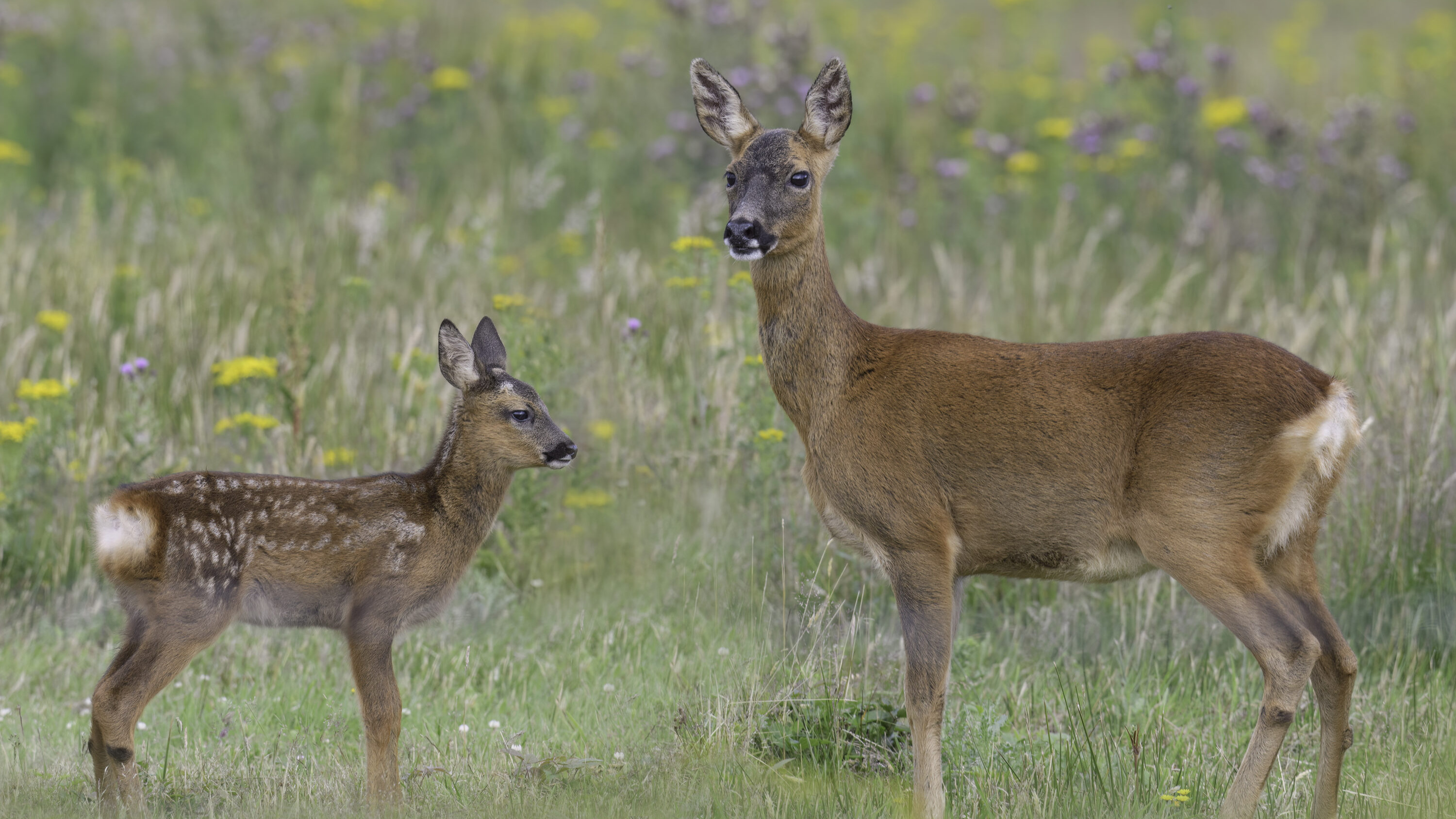 Adult roe deer with a fawn in Scotland