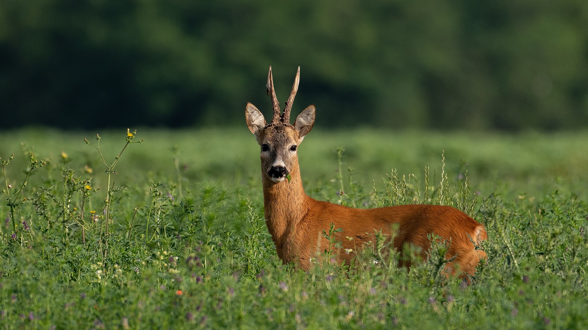 European roe deer buck standing in a clover field in Carska bara, Serbia