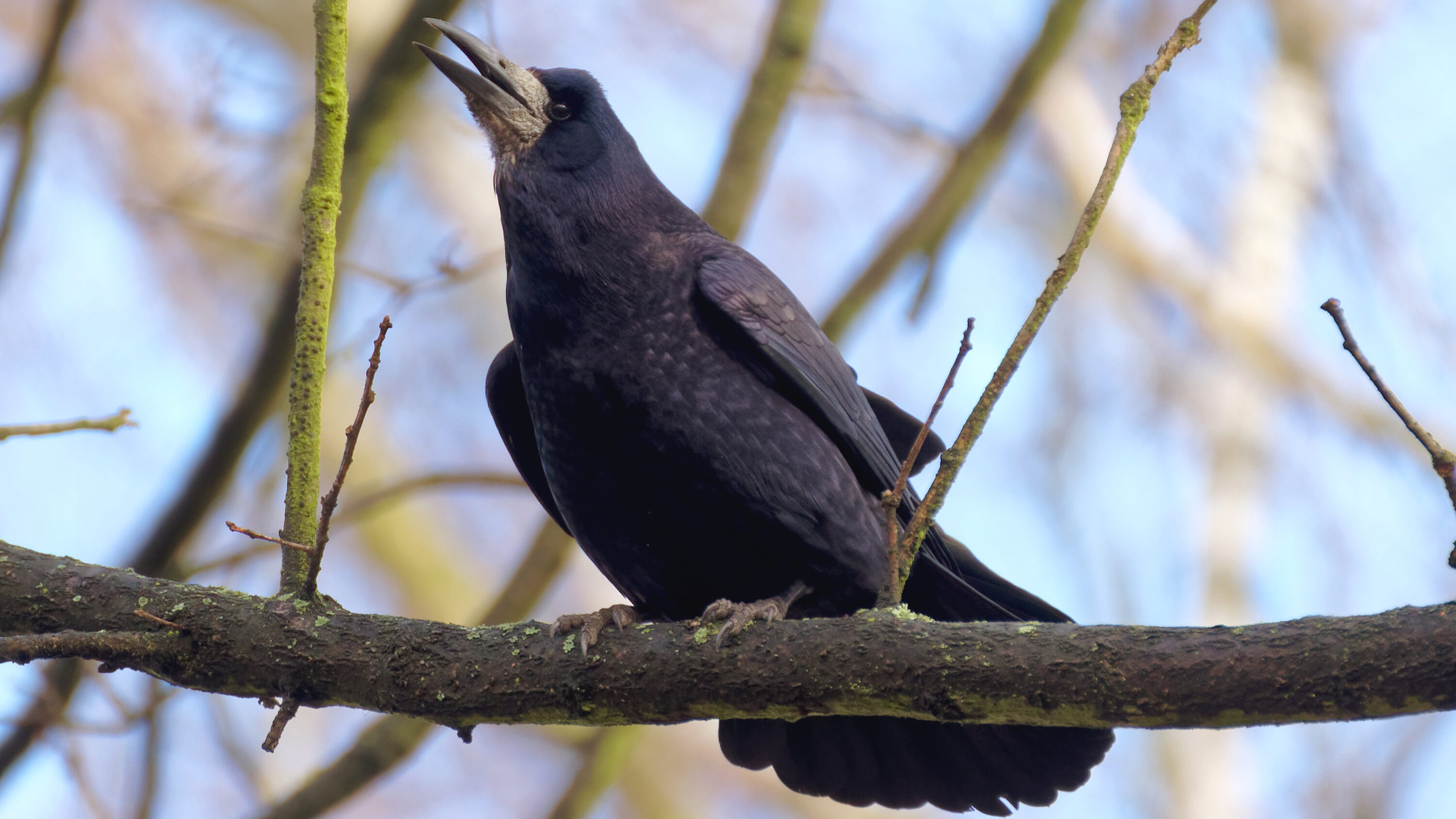 Rook perched in a tree in Kraków, Poland