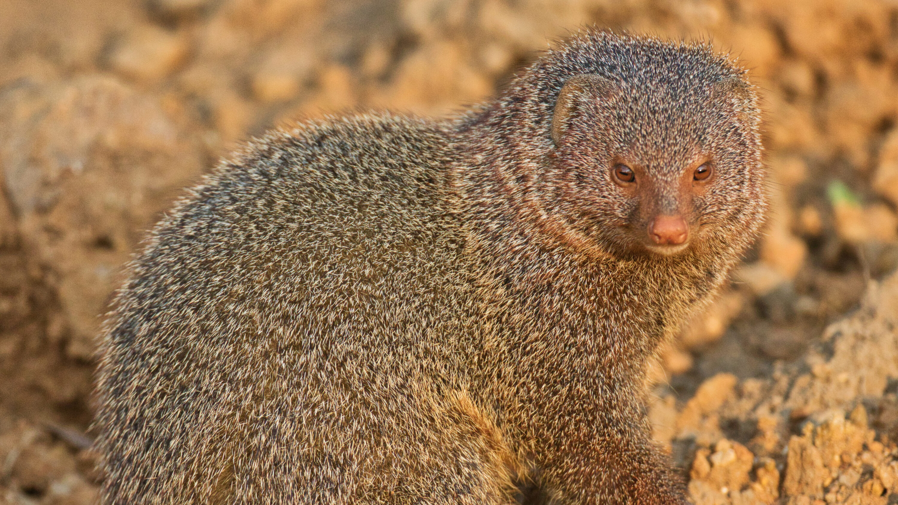 Wild ruddy mongoose looking toward the camera at Tadoba National Park, India
