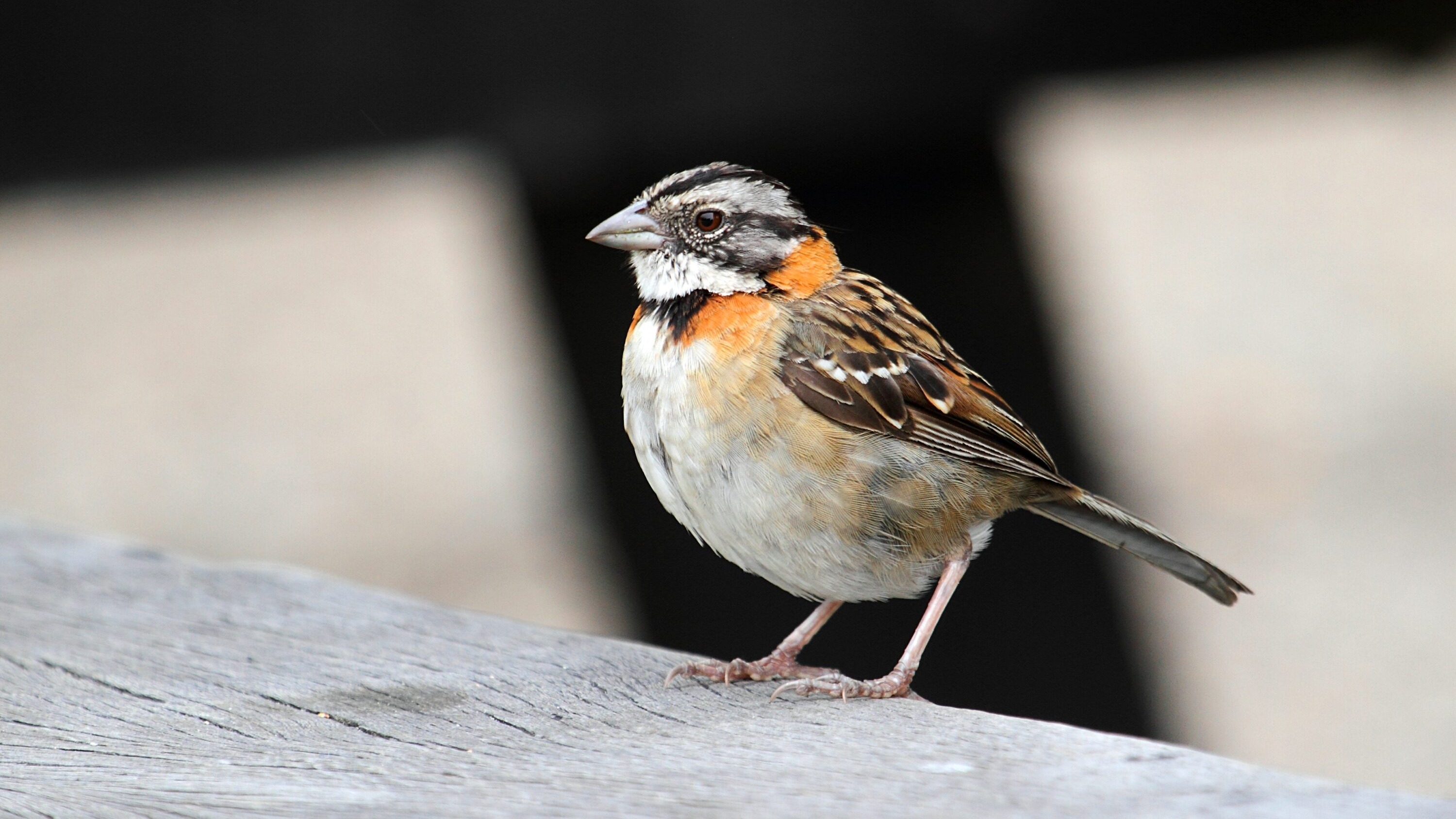 Rufous-collared sparrow perched on a weathered wooden plank