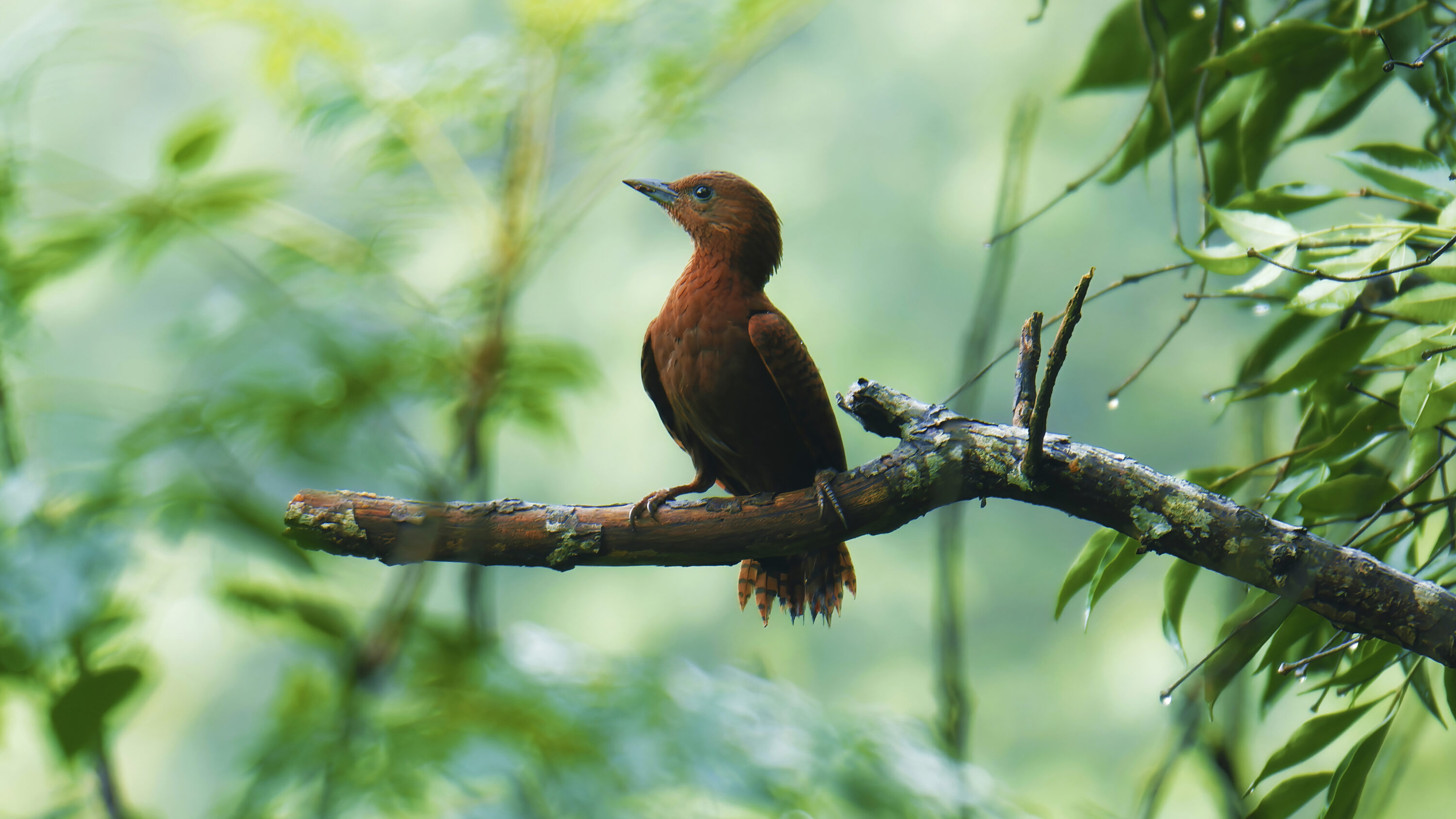 Rufous Woodpecker in a tree