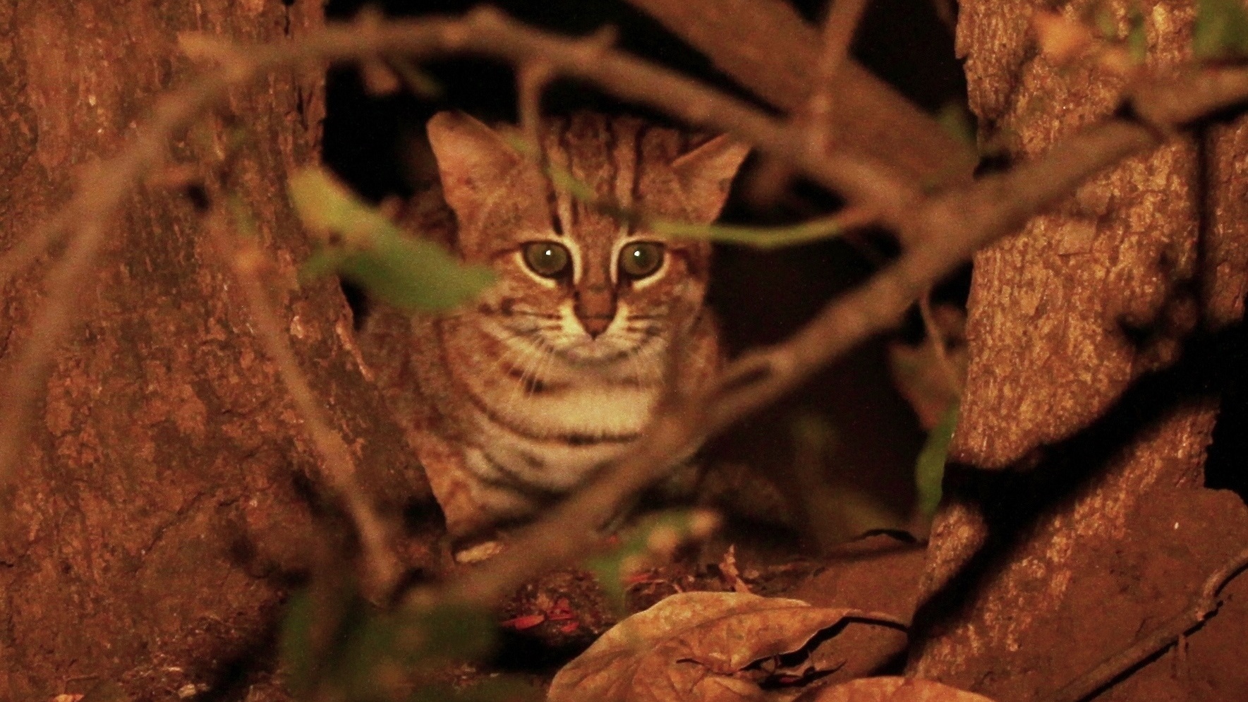 Rusty-spotted cat looking out from among trees and branches