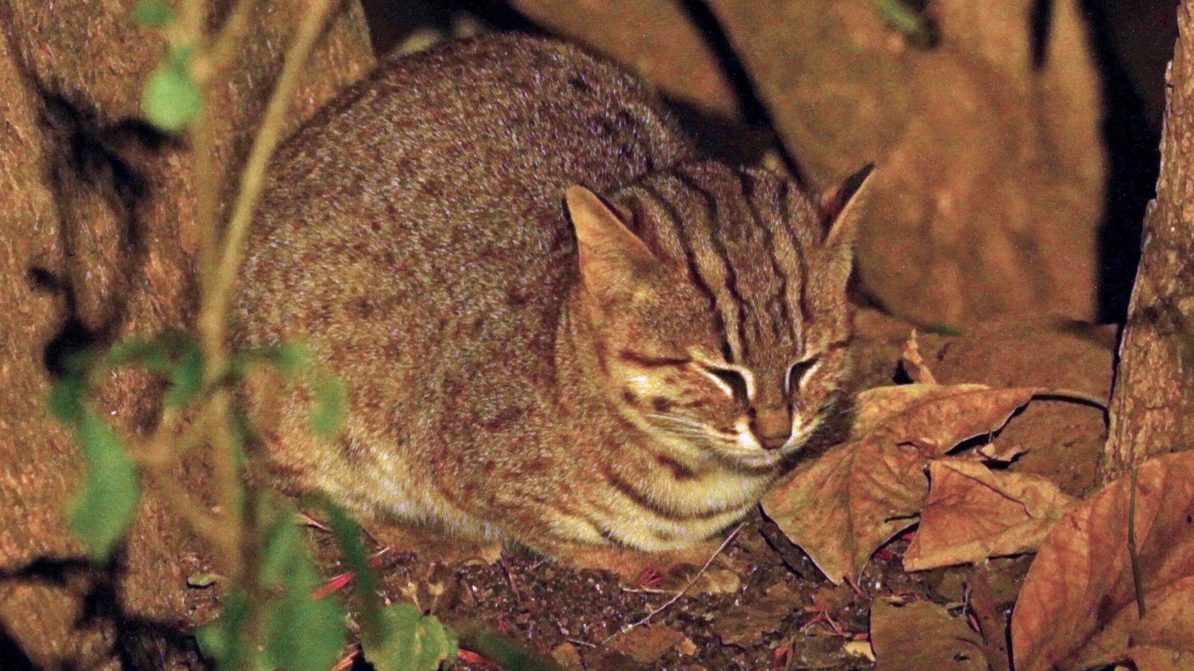 Rusty-spotted cat resting among roots and fallen leaves