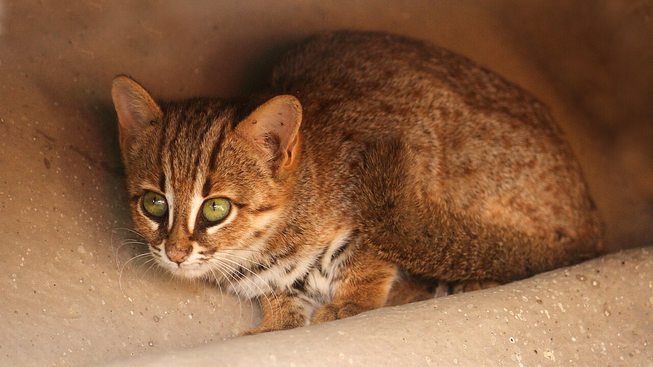 Rusty-spotted cat resting in a sheltered hollow