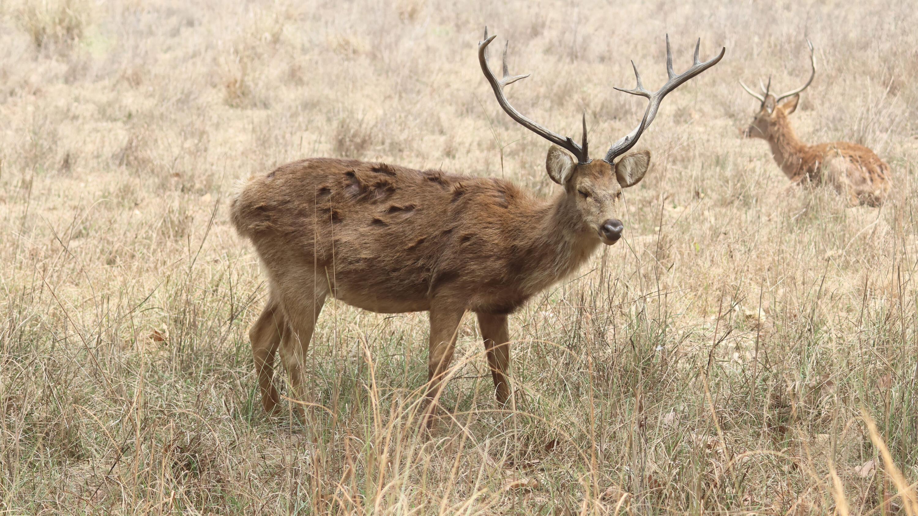 Wild male sambar in grassland in Kanha National Park, India