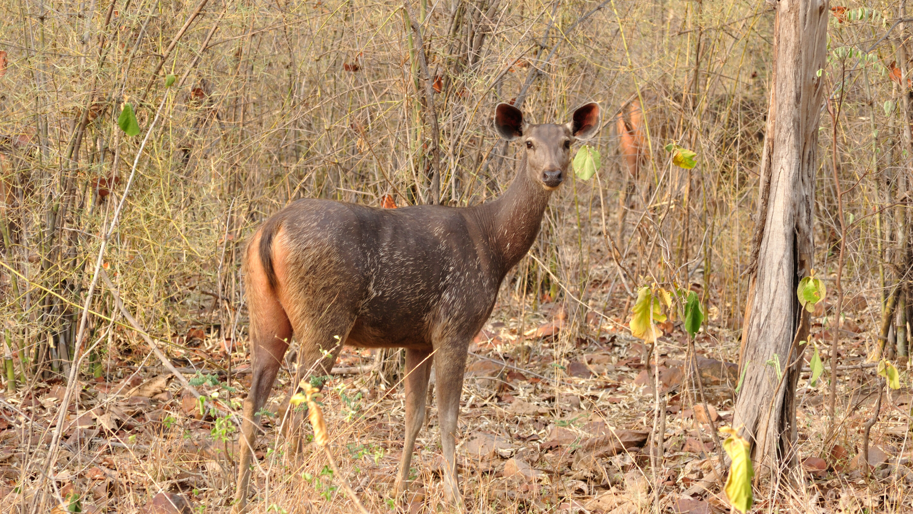 Female sambar in natural habitat