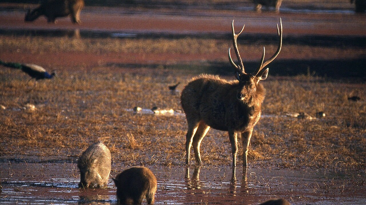 Sambar stag standing near wild boars in Ranthambore National Park
