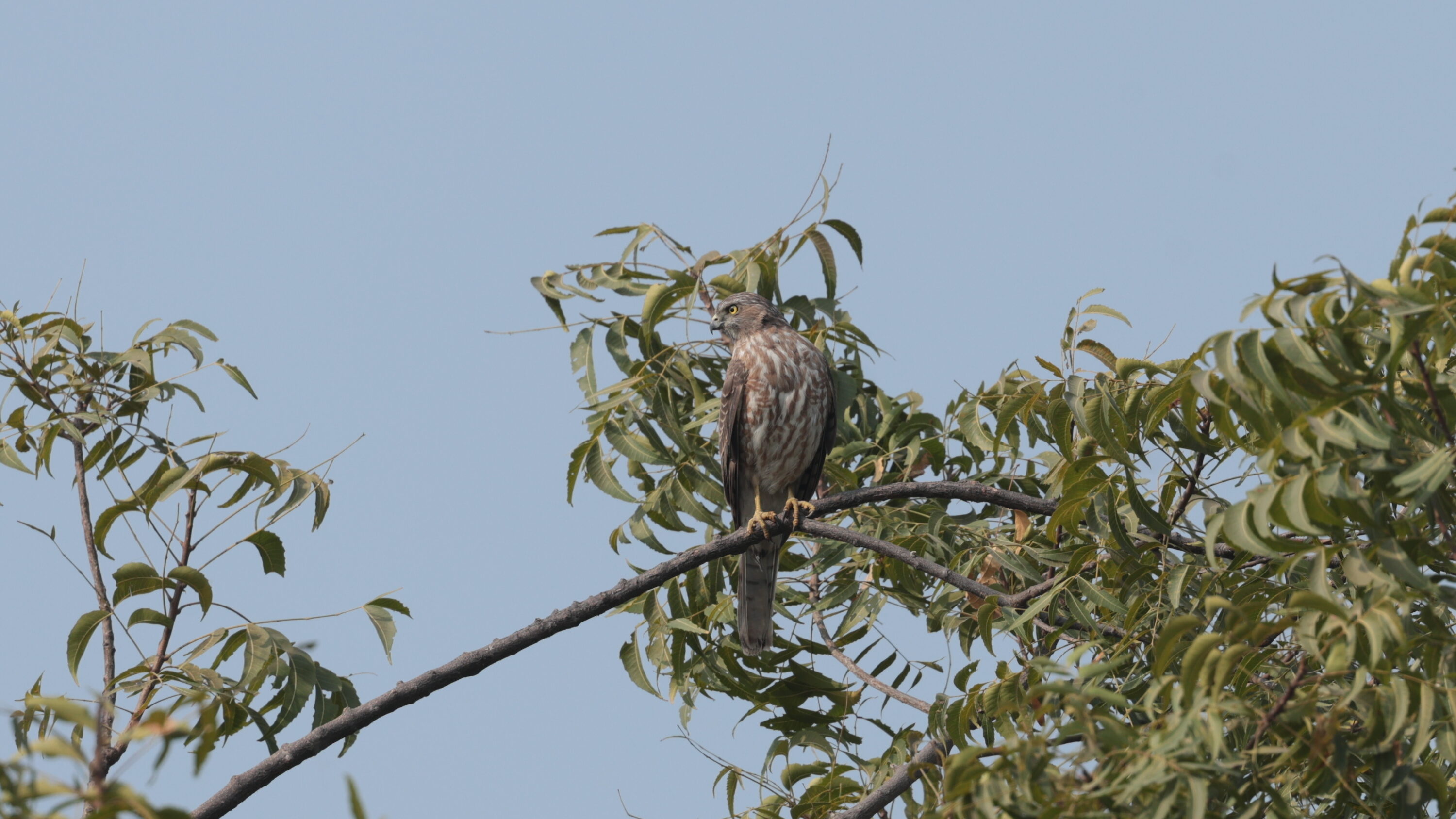 Shikra perched in a tree at Thol Bird Sanctuary, Gujarat