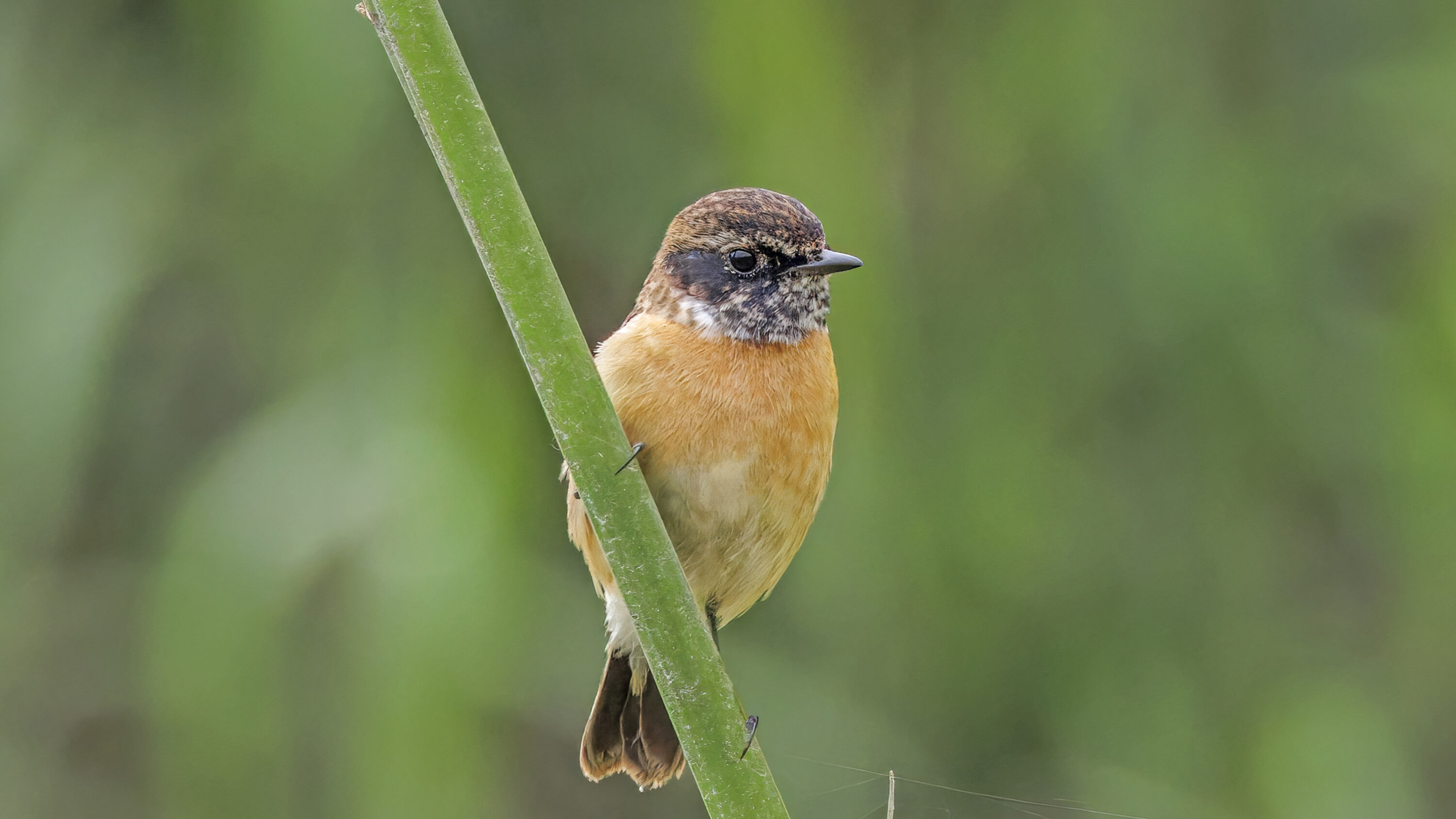 Male Siberian Stonechat of the przewalskii taxon in non-breeding plumage