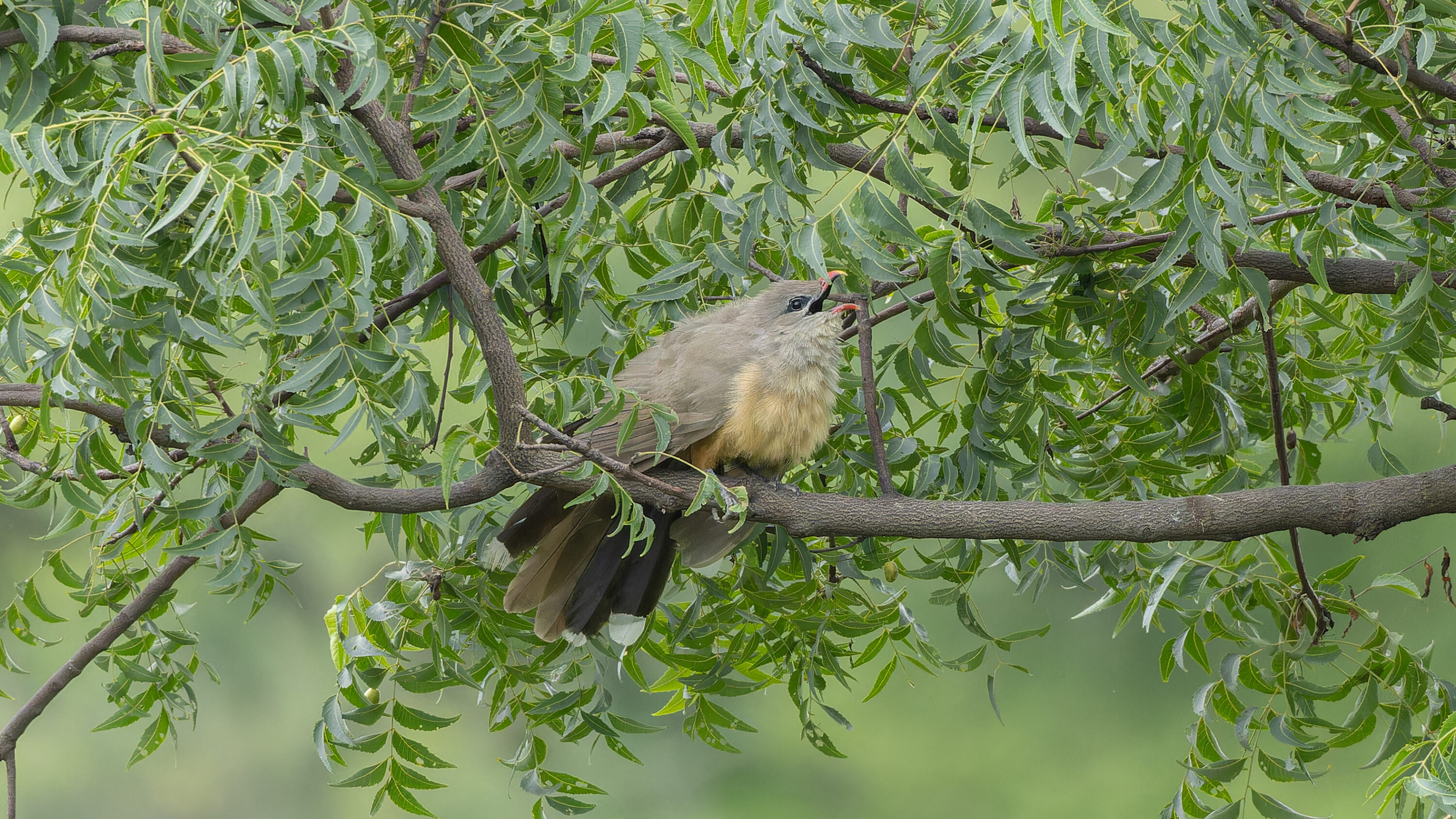 Sirkeer Malkoha calling from a branch