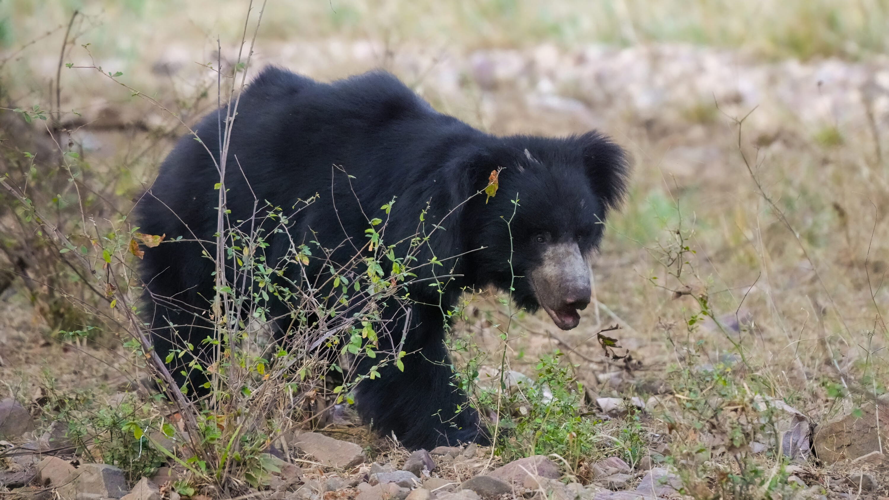Sloth bear walking through scrub in Ranthambore National Park, India