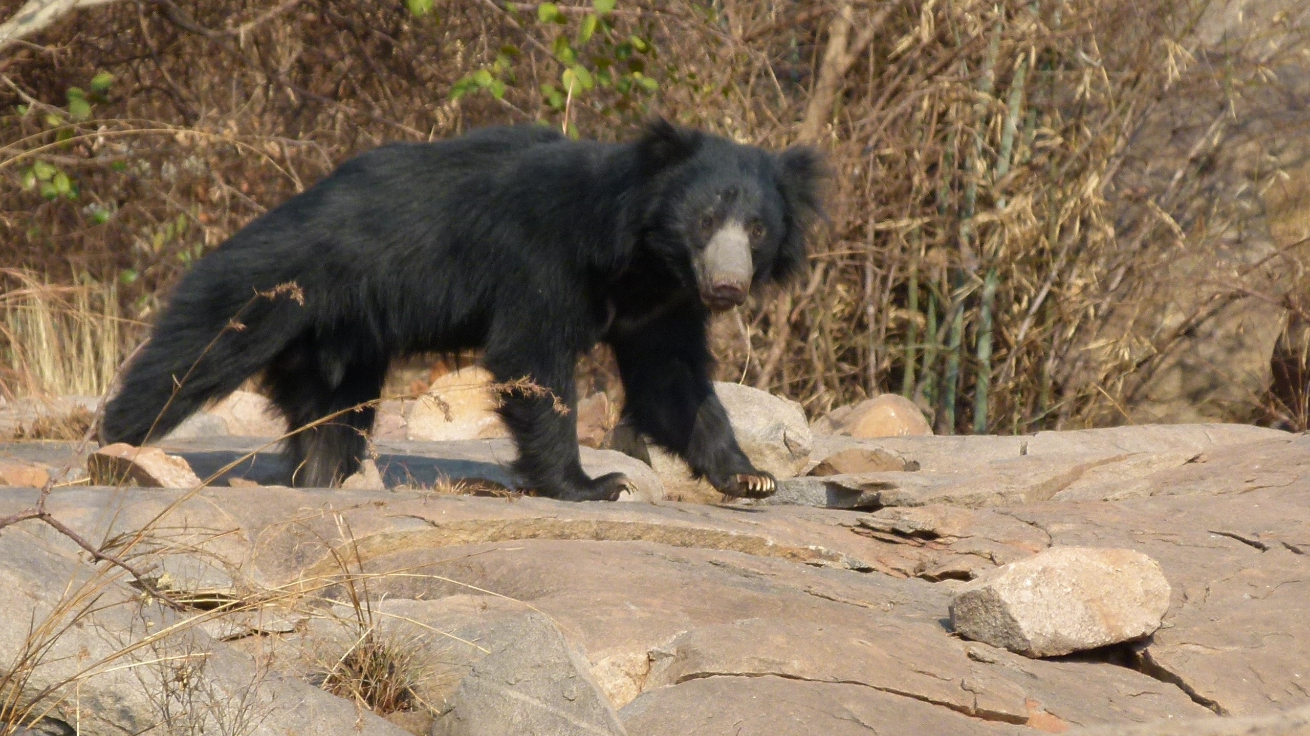 Young male sloth bear standing on rocks at Daroji, India