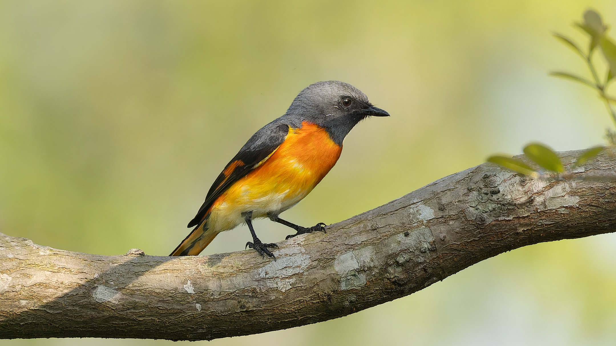 Small Minivet perched on a branch in Sundarbans National Park, India