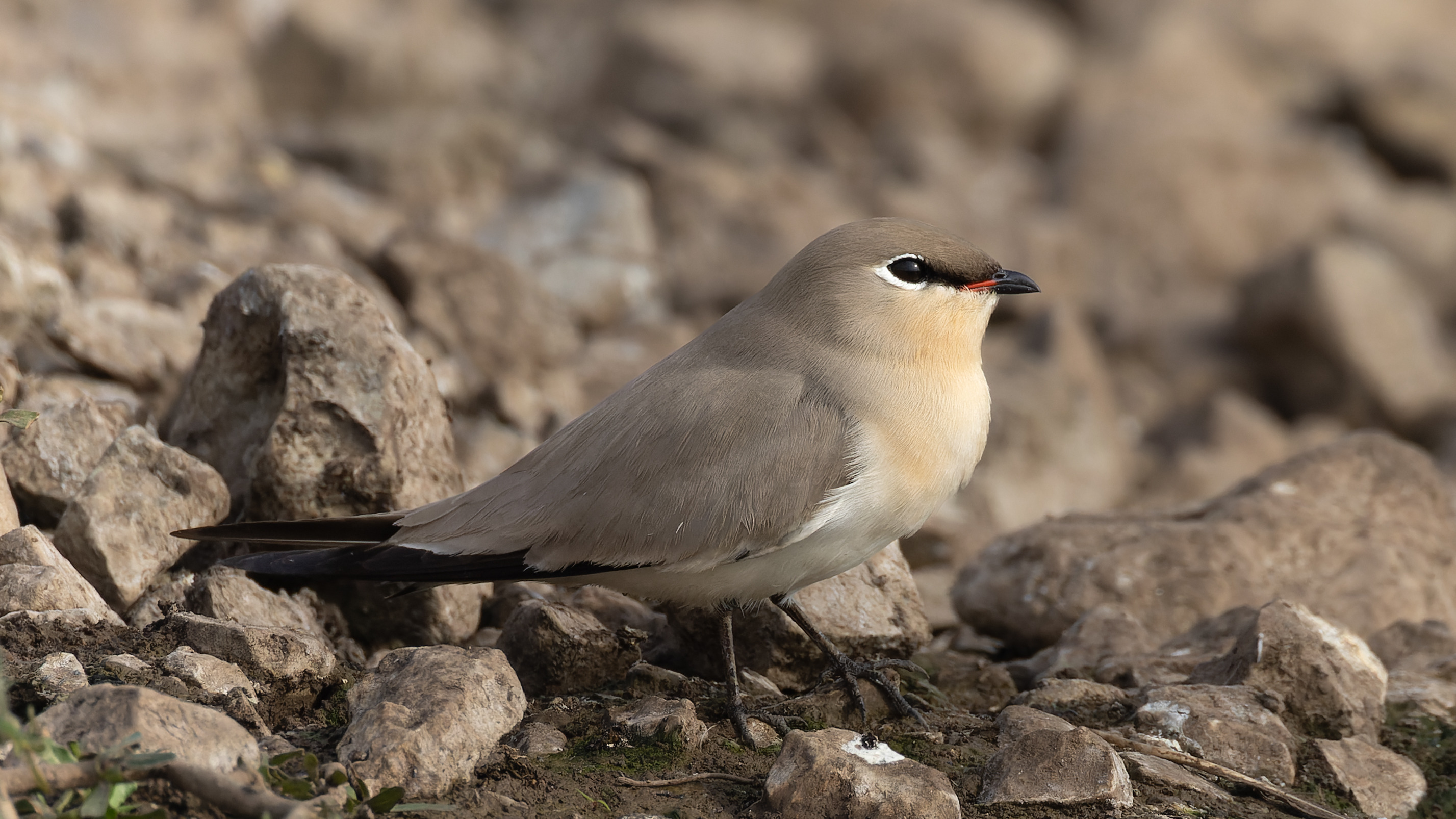Small pratincole in Bhigwan, Maharashtra, India
