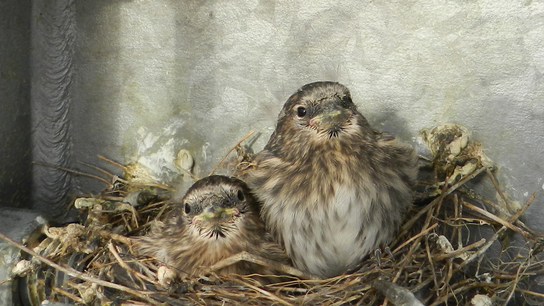 Snow bunting chicks in a nest in Nunavut