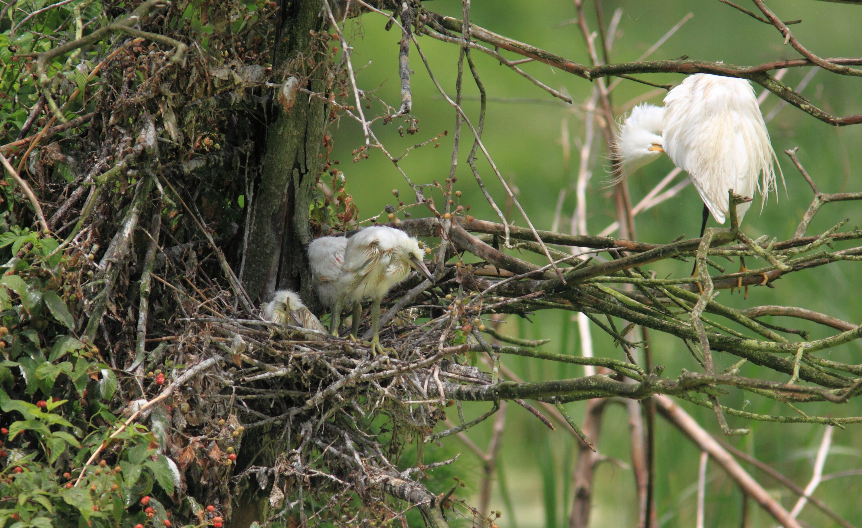 Snowy egret standing beside two chicks at a nest