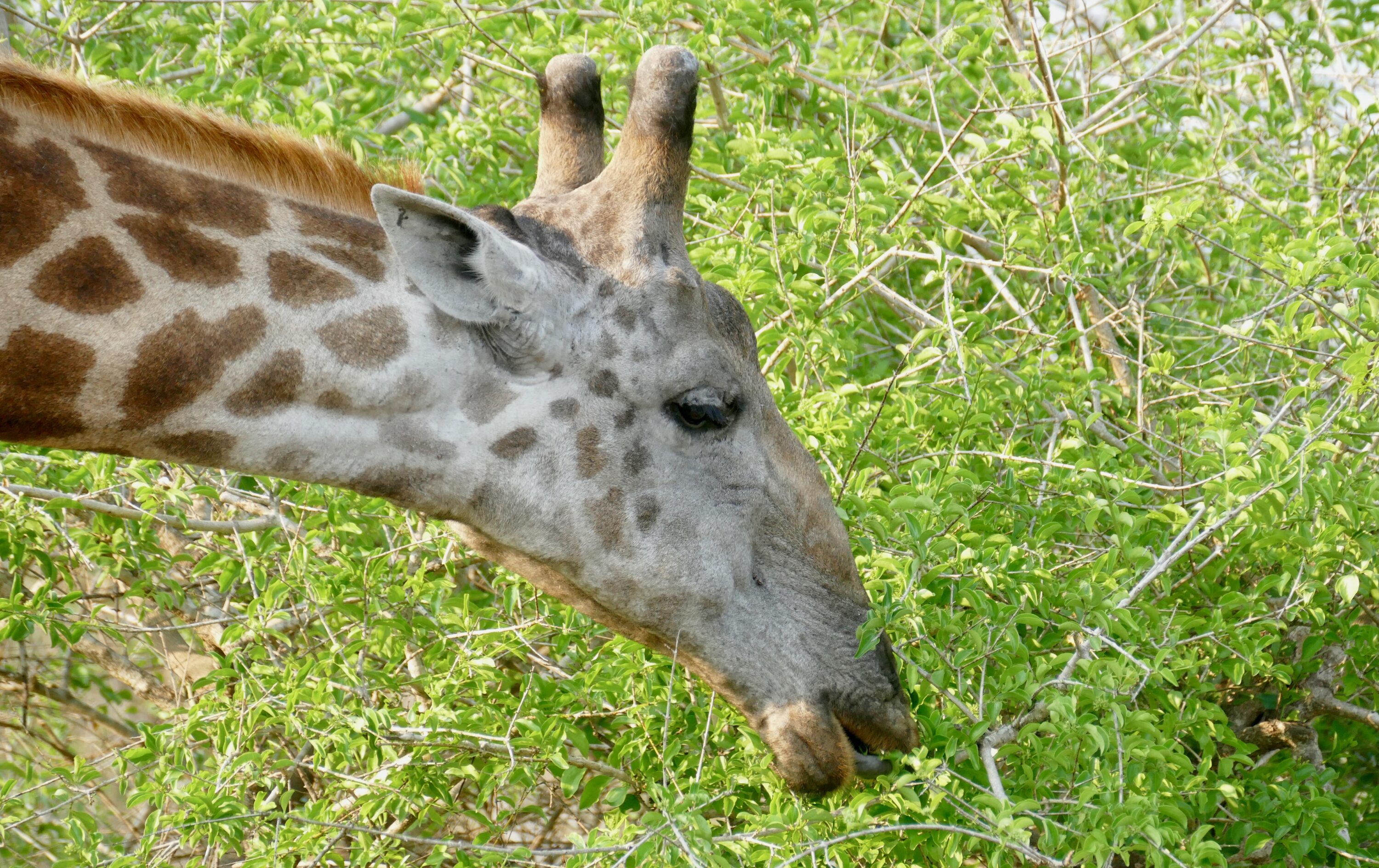 Adult male southern giraffe browsing in Kruger National Park, South Africa
