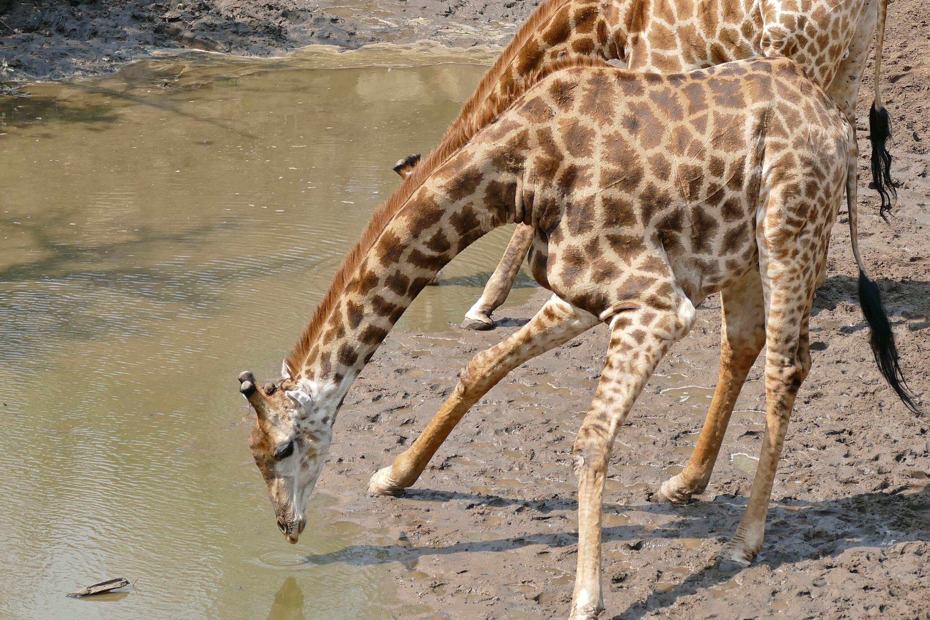 Two male southern giraffes drinking at a waterhole in Hluhluwe-iMfolozi Park, South Africa
