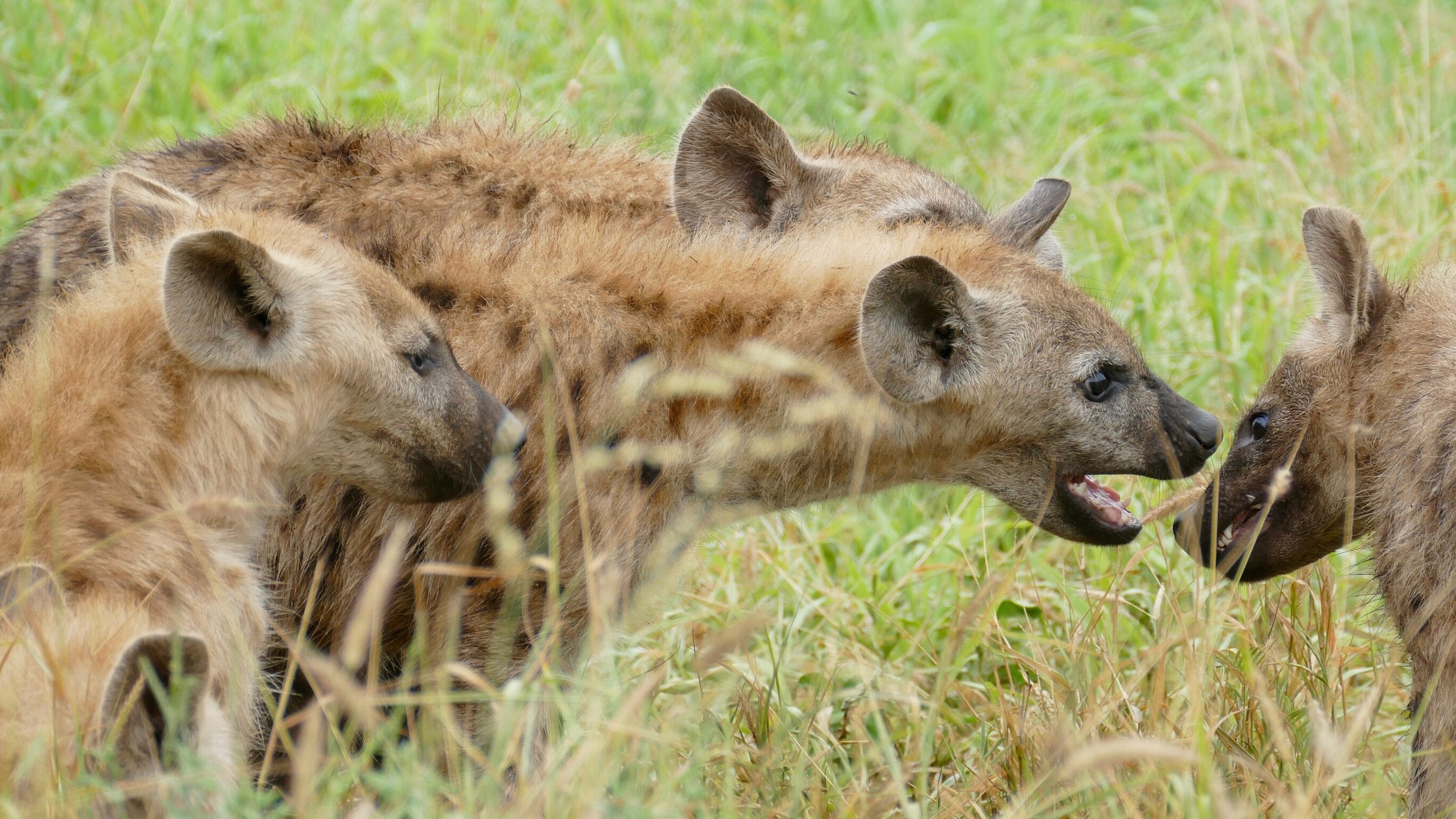 Young spotted hyenas play-fighting with open mouths in grass