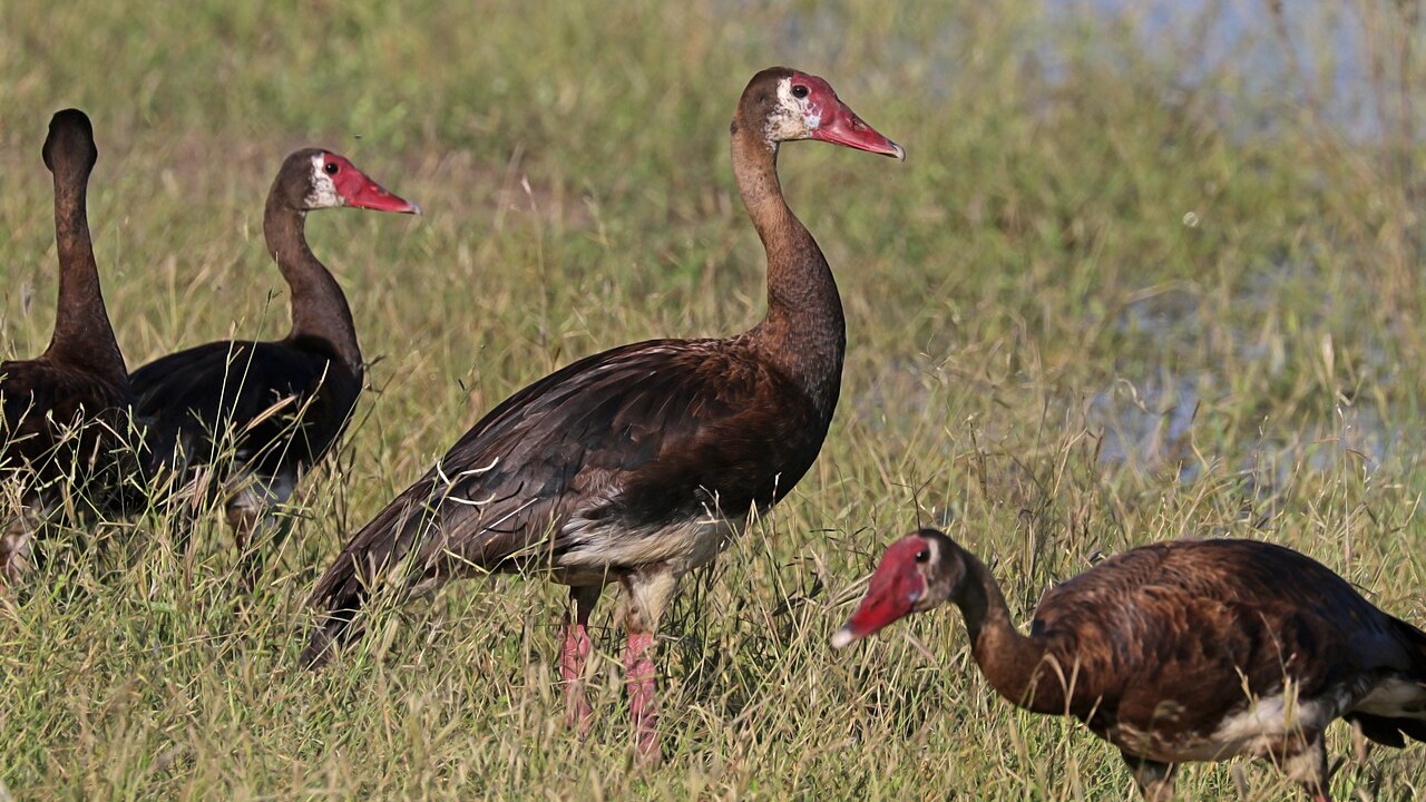 Spur-winged geese standing in wet grass in Chobe National Park
