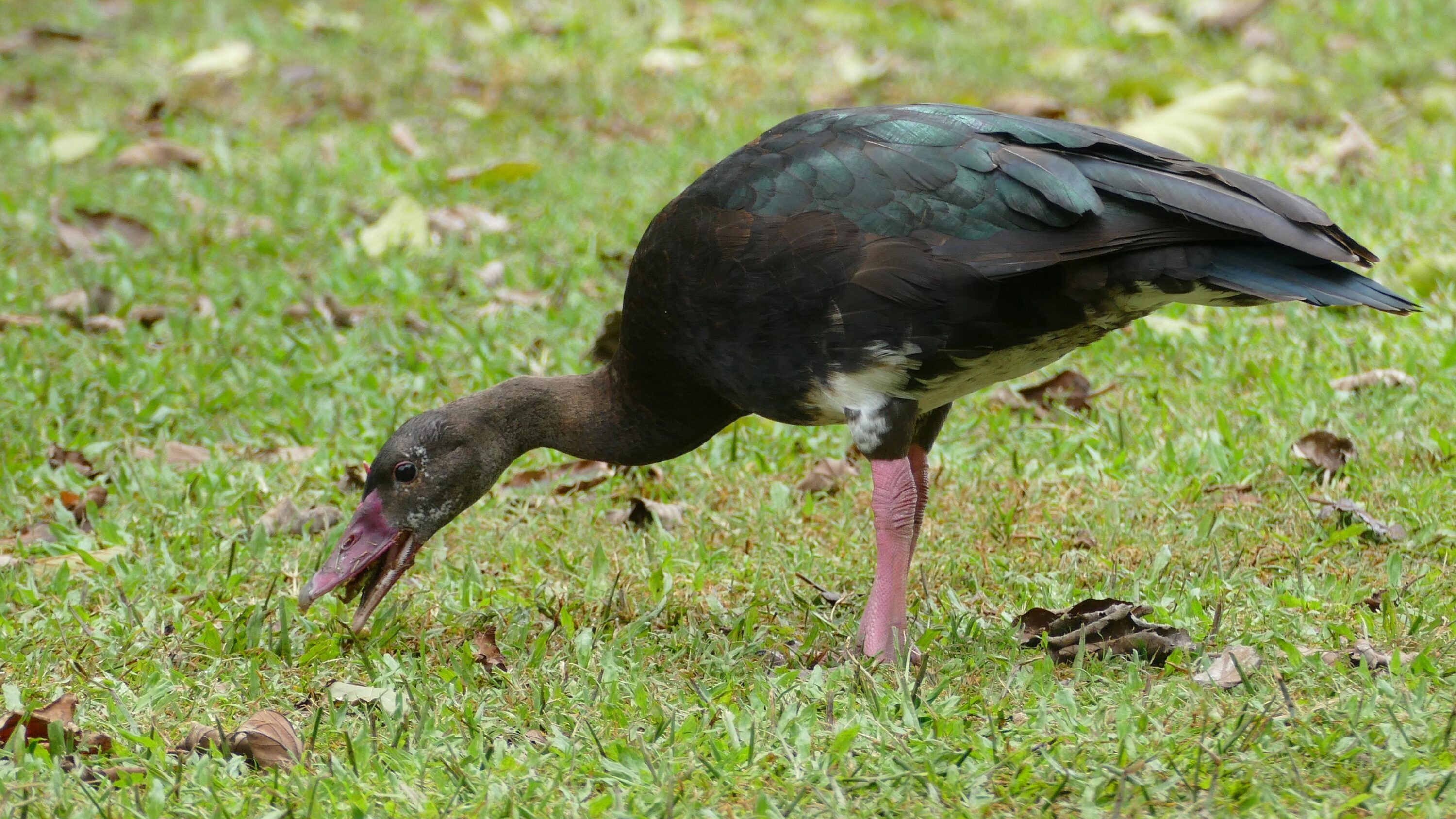Spur-winged goose grazing on grass in Durban