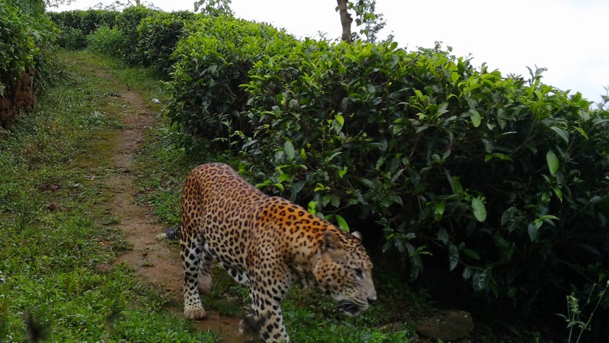 Sri Lankan leopard walking between tea bushes in the Central Highlands