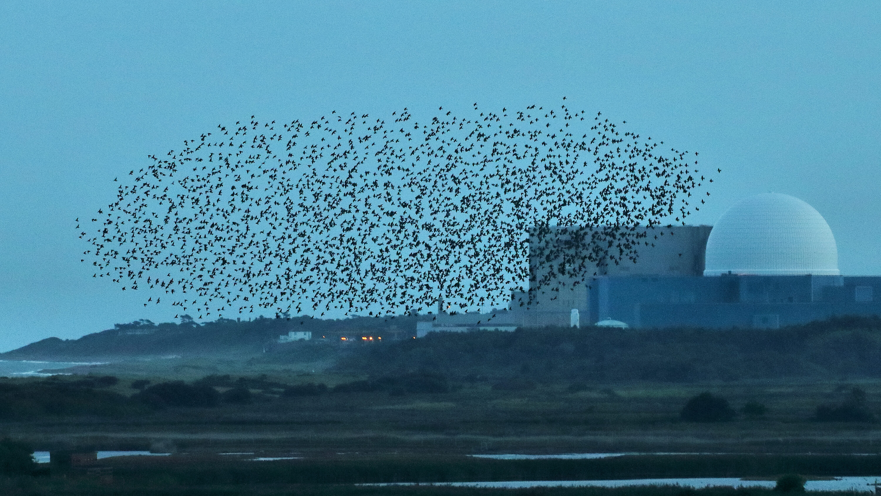 Dense flock of European starlings in flight