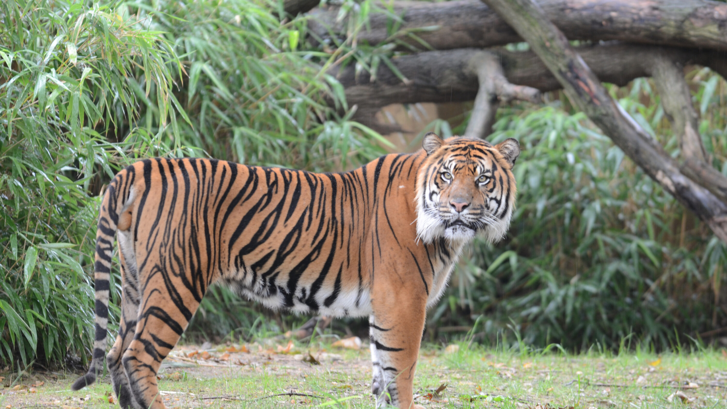 Sumatran tiger