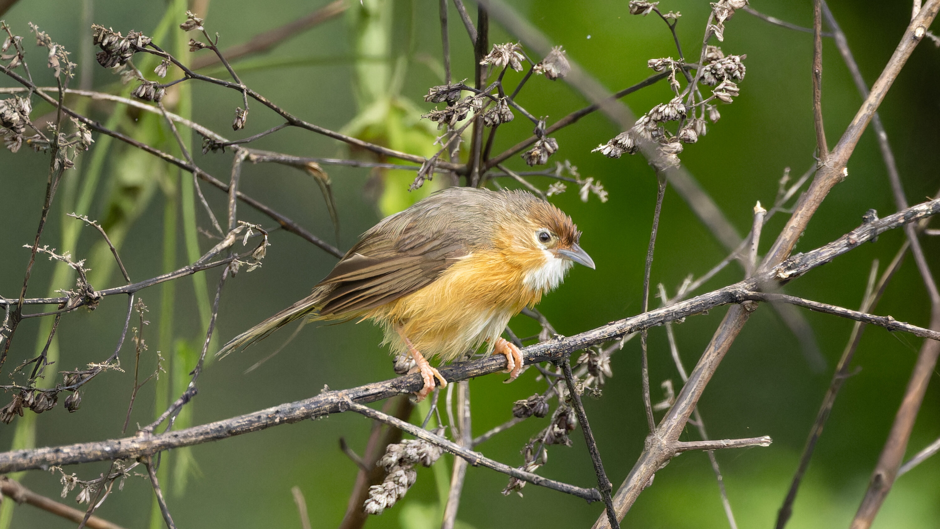 Tawny-bellied Babbler perched in vegetation in Mahabaleshwar, India