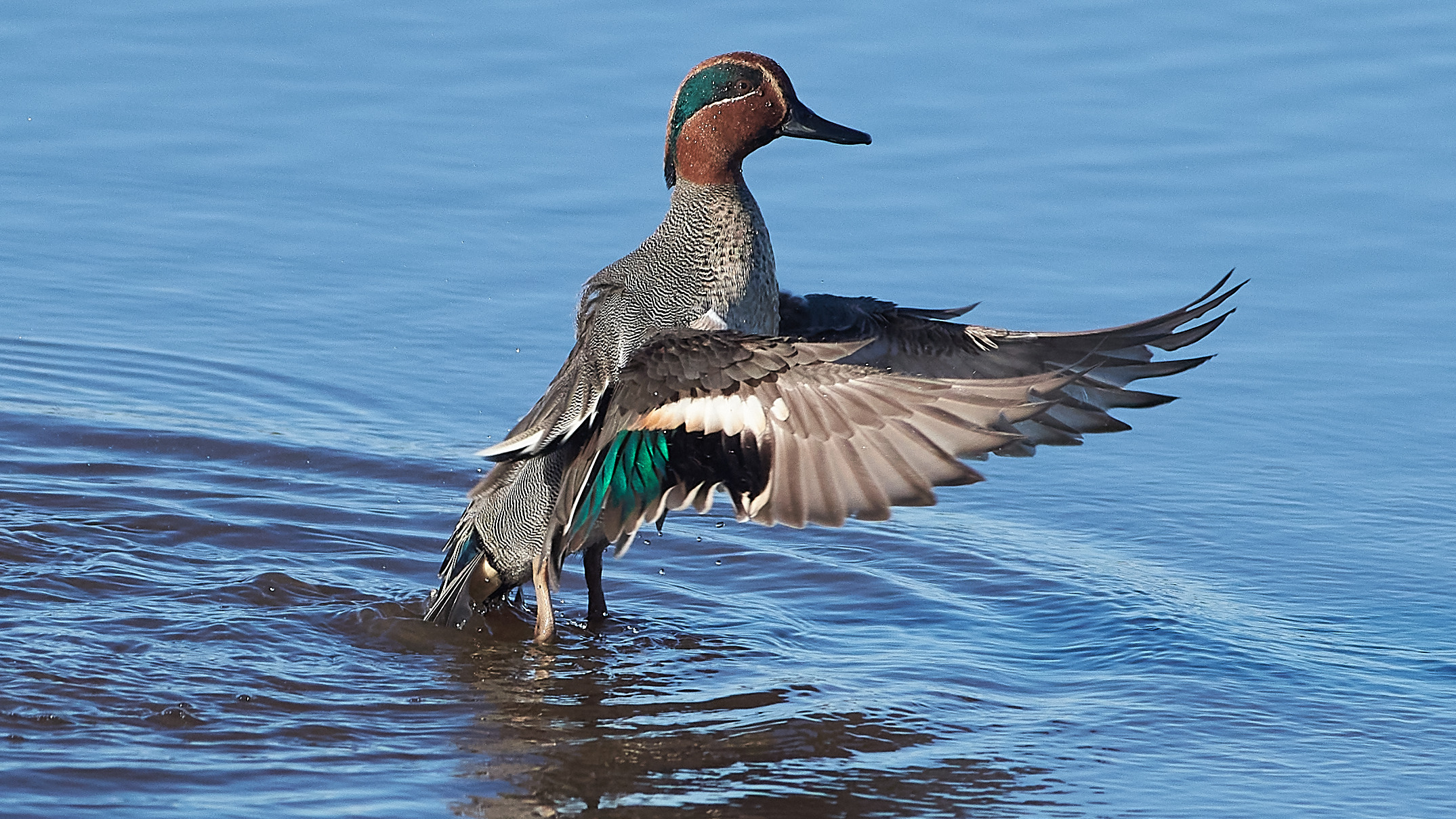 Male Green-winged Teal spreading its wings on water in France