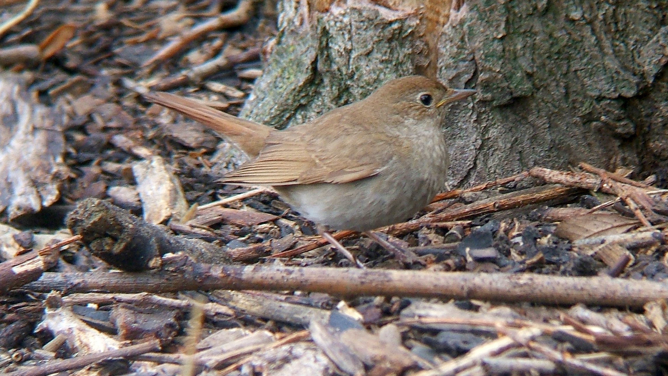 Wild thrush nightingale resting beside a tree in Hartlepool