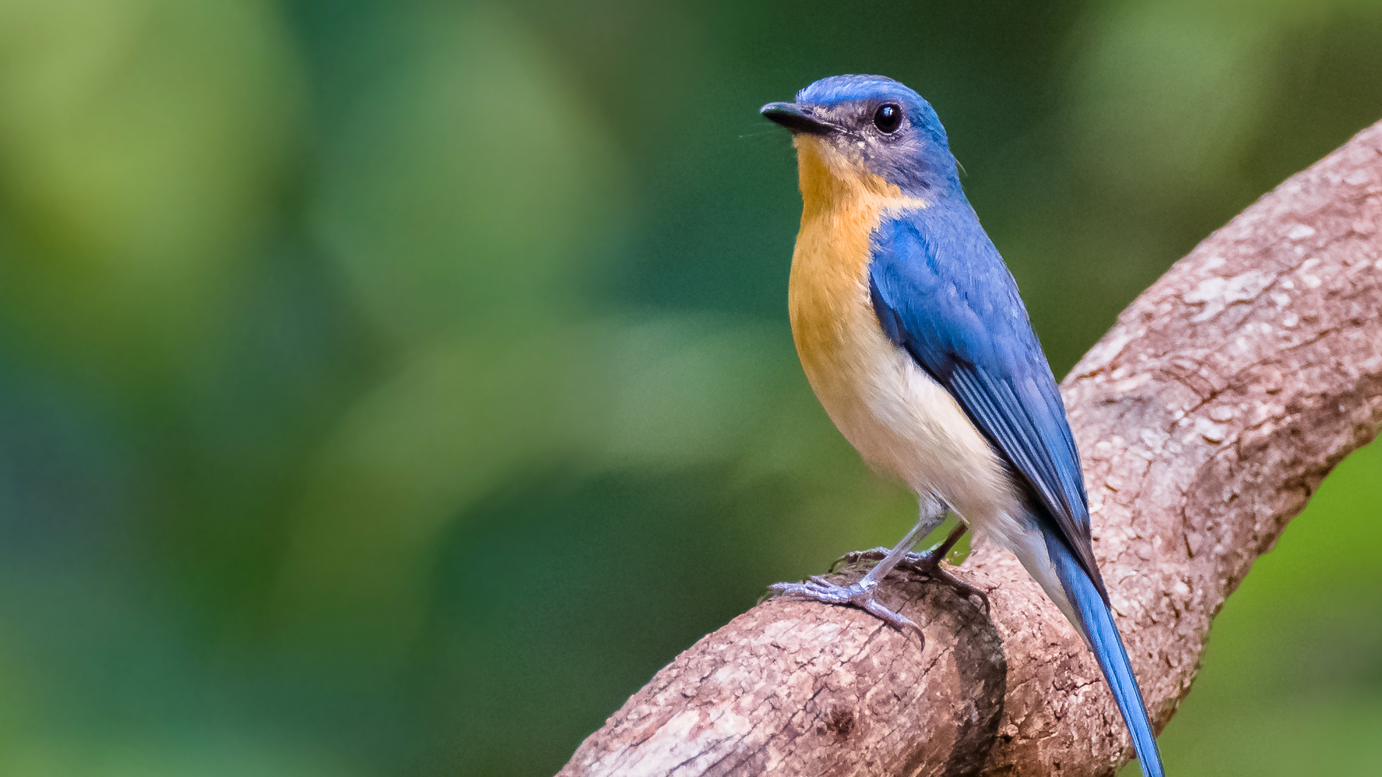 Tickell's blue flycatcher perched in vegetation in Dandeli, India