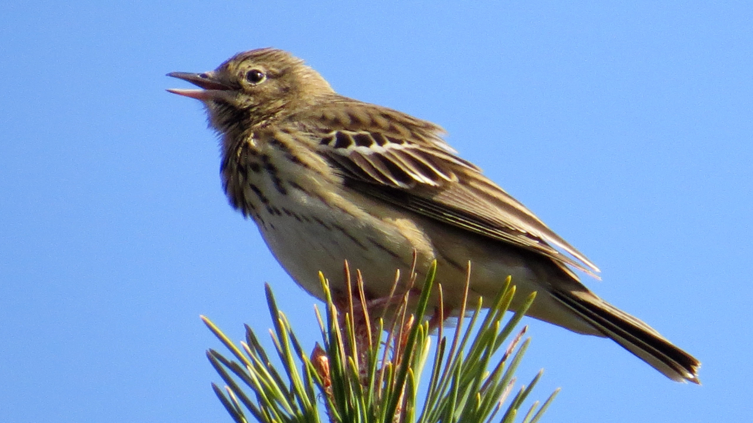 Tree pipit singing from the top of a conifer