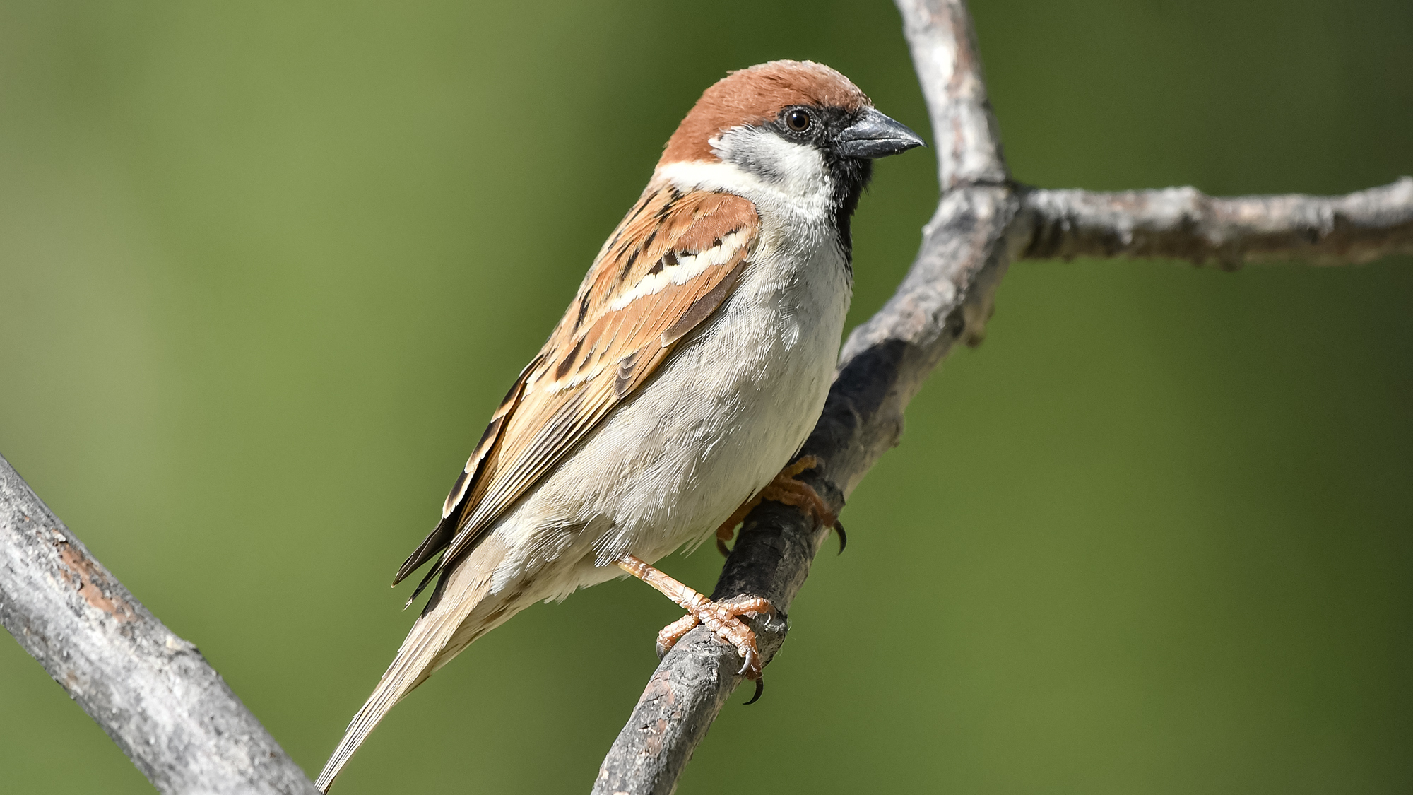 Eurasian tree sparrow perched on a branch at Aliabad, Pakistan