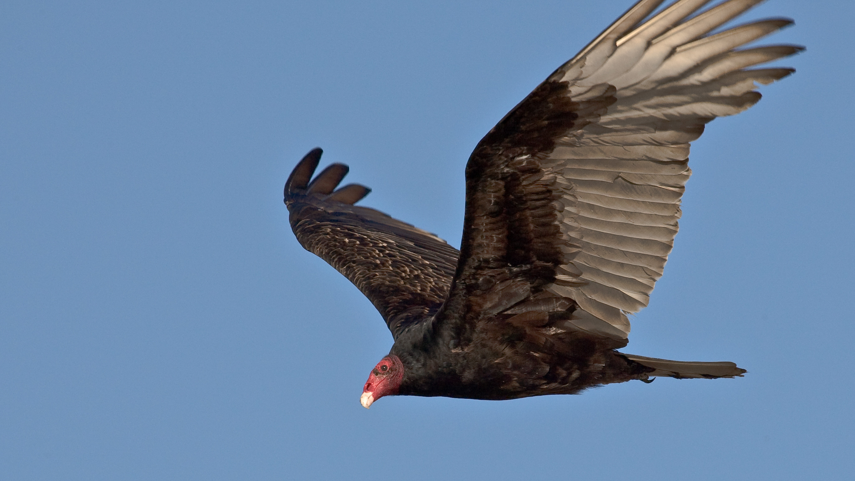 Turkey vulture in flight