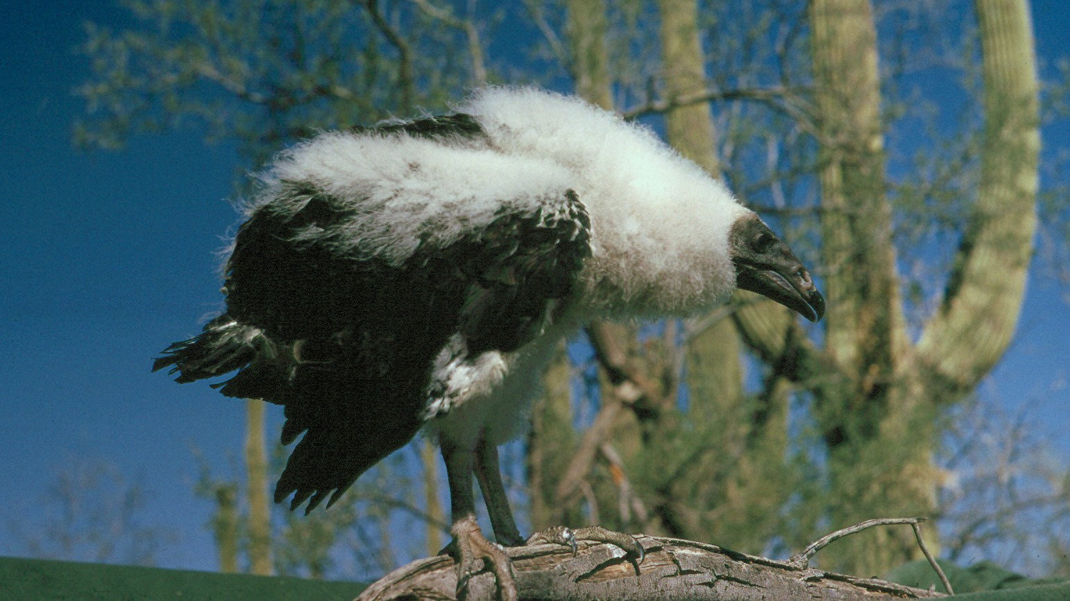 Turkey vulture chick with white down and dark developing wing feathers standing on a tree