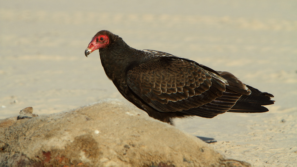 Turkey vulture feeding on a carcass on a California beach