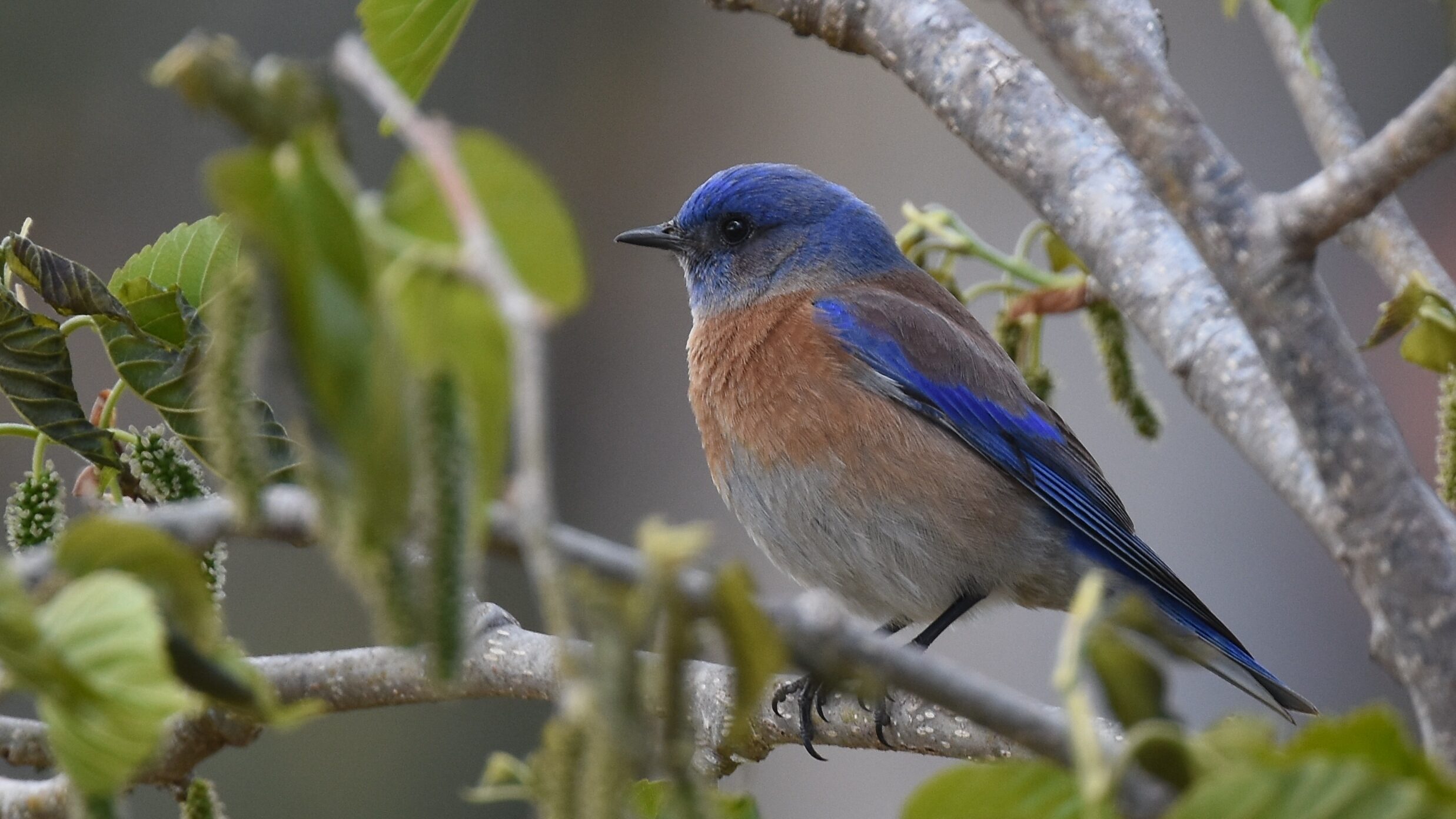 Adult male western bluebird perched on a branch in San Diego