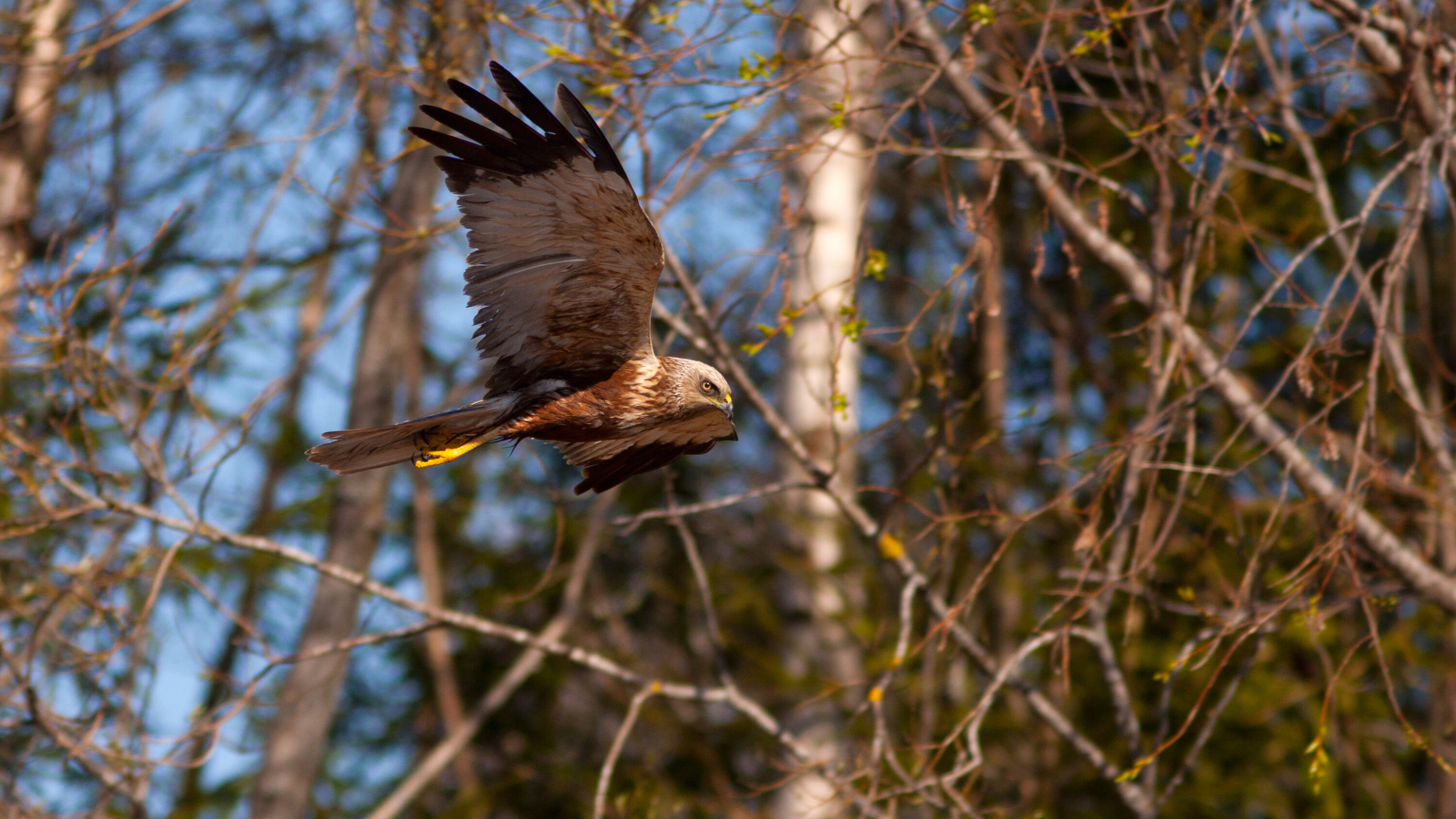 Western Marsh Harrier in flight in Estonia