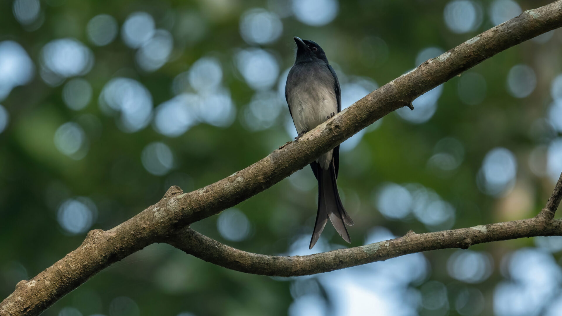 White-bellied drongo perched on a branch