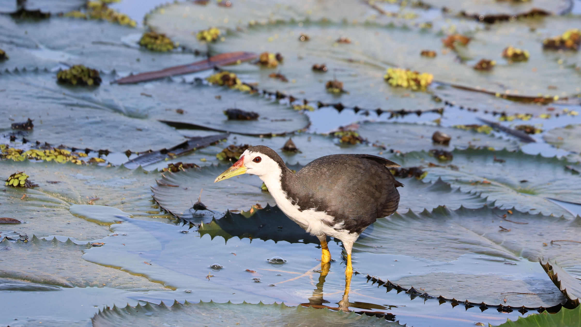 White-breasted waterhen standing on floating aquatic vegetation