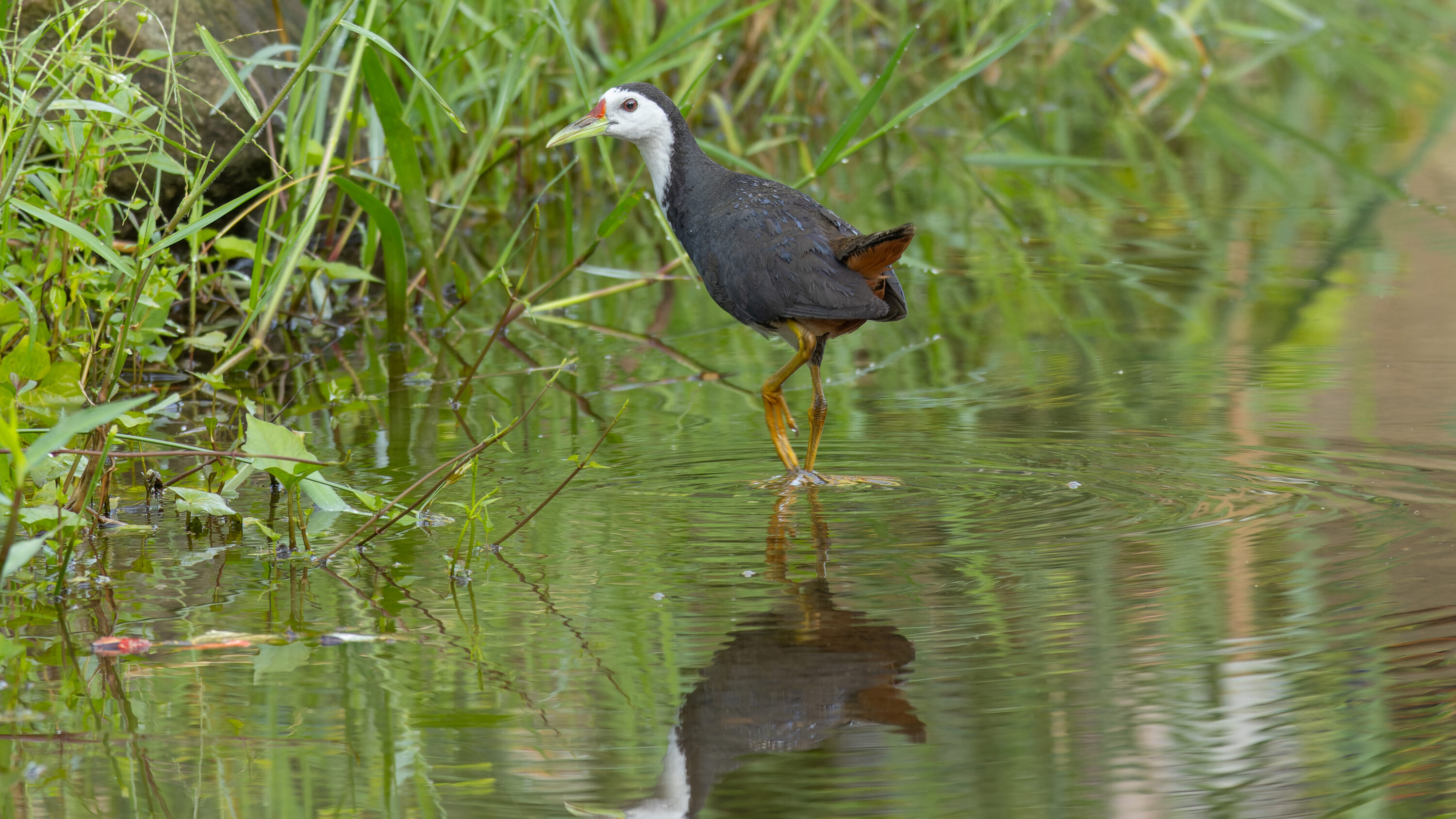 White-breasted Waterhen standing in shallow wetland vegetation at Joka, Kolkata, India