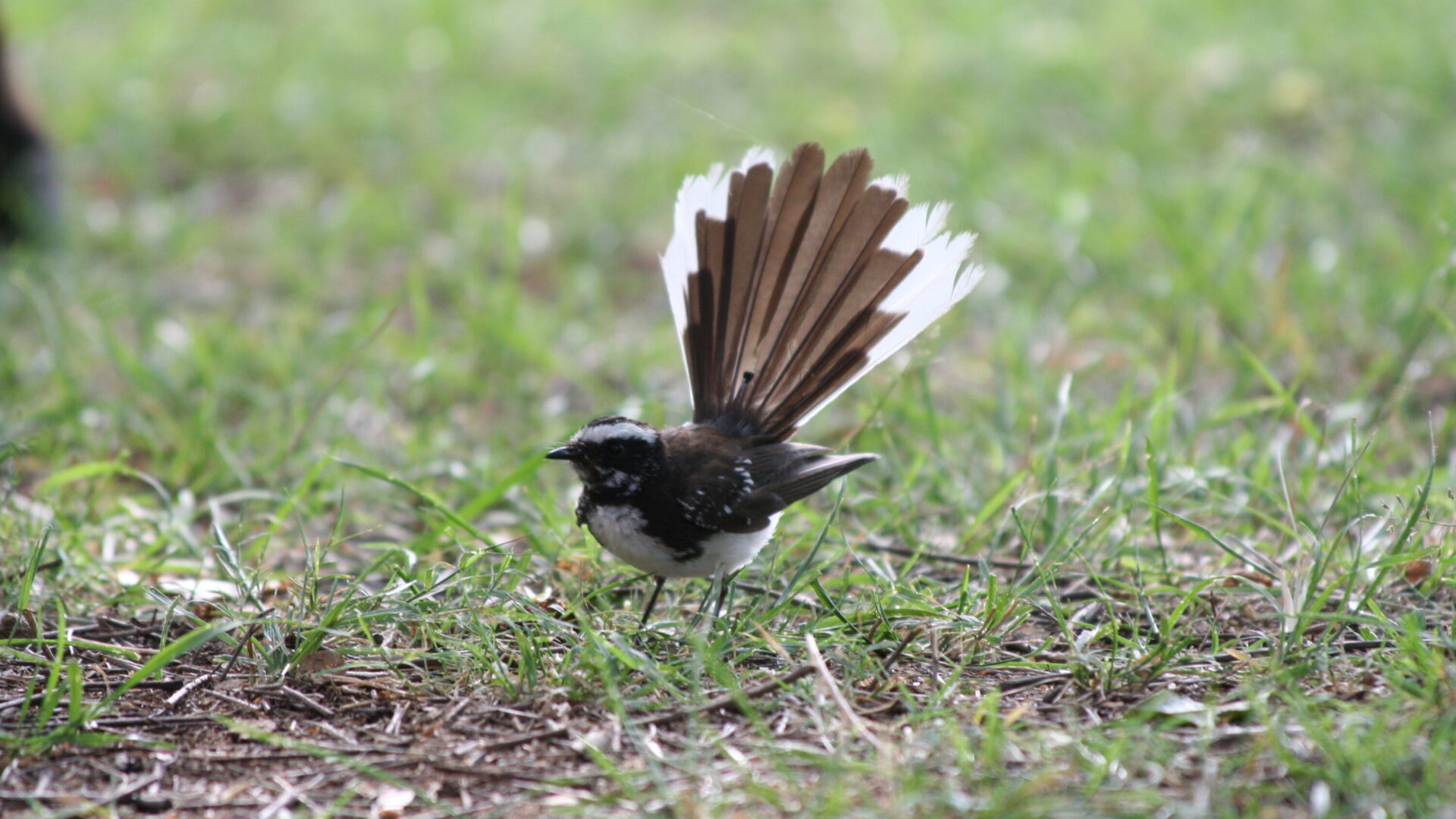 White-browed fantail with tail spread on the ground in Masinagudi, India